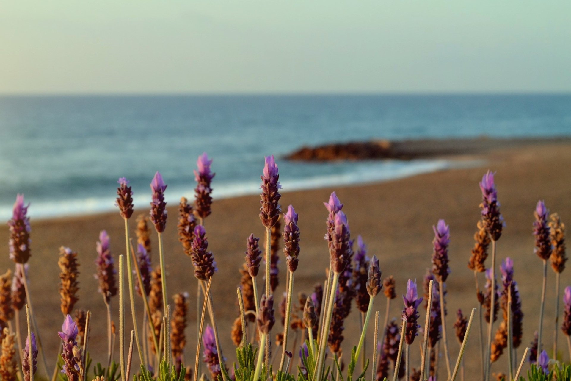  Purple flowers on the beach