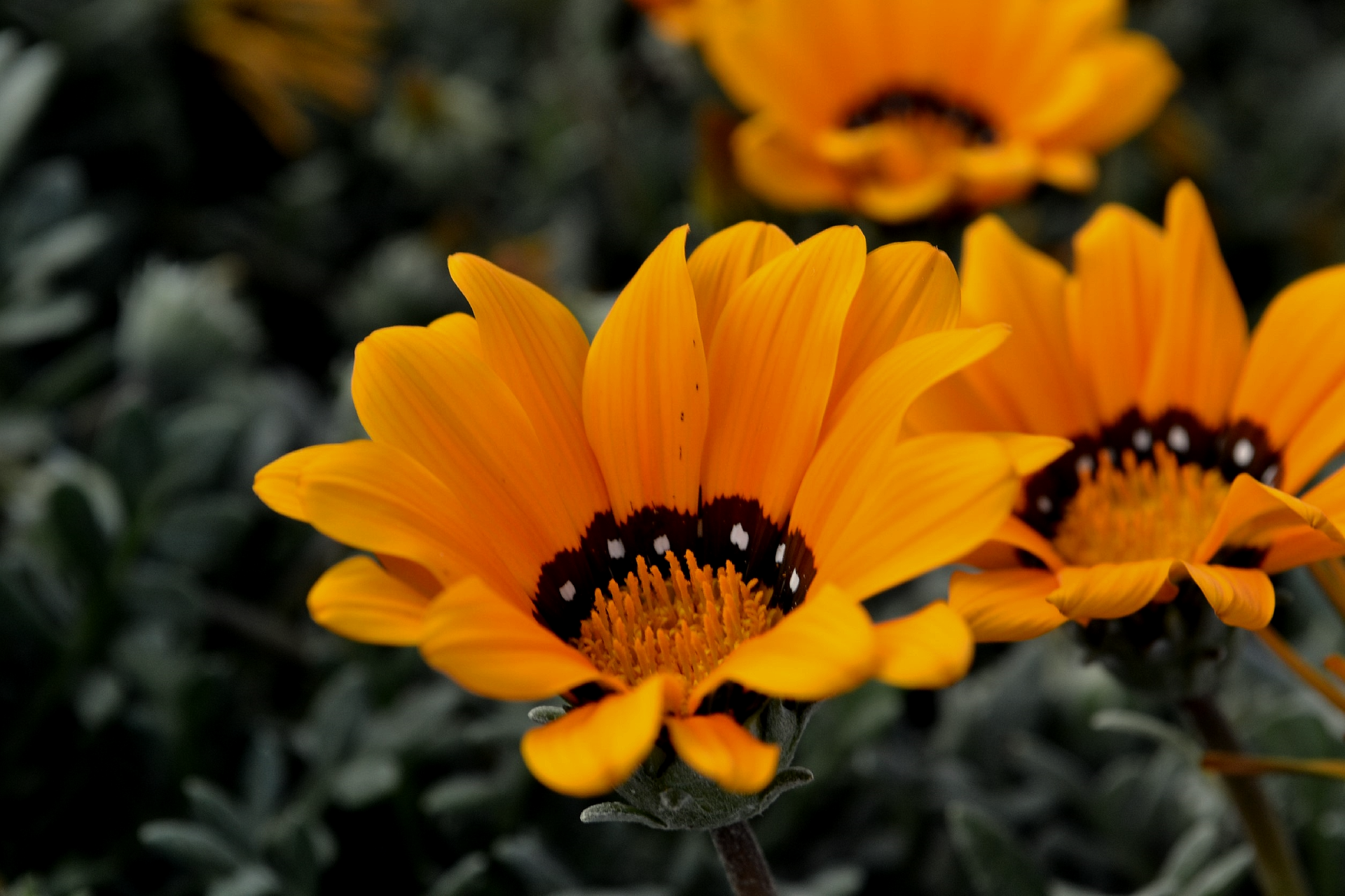  Orange Flower