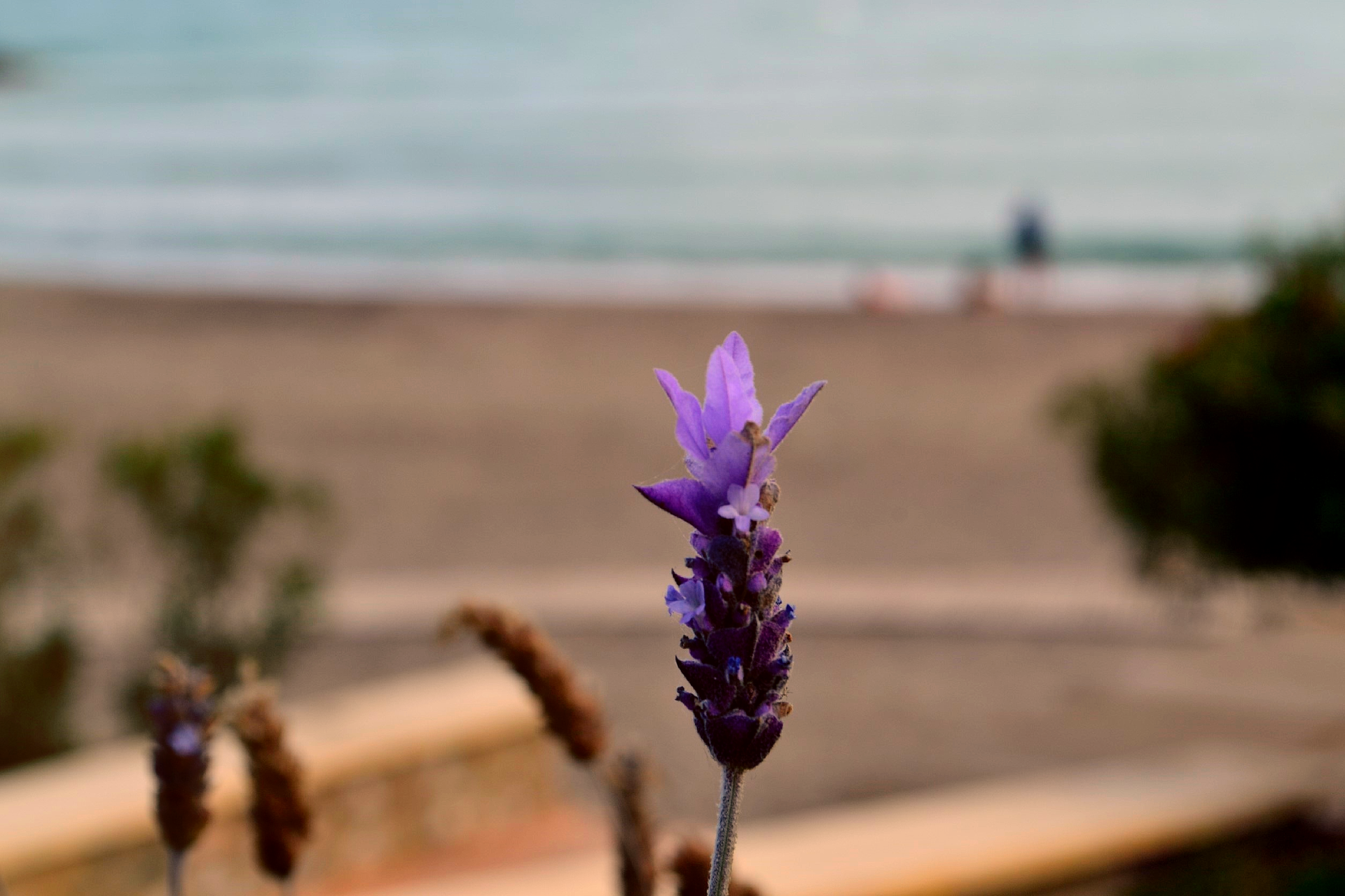  My Purple Flower on the Beach-