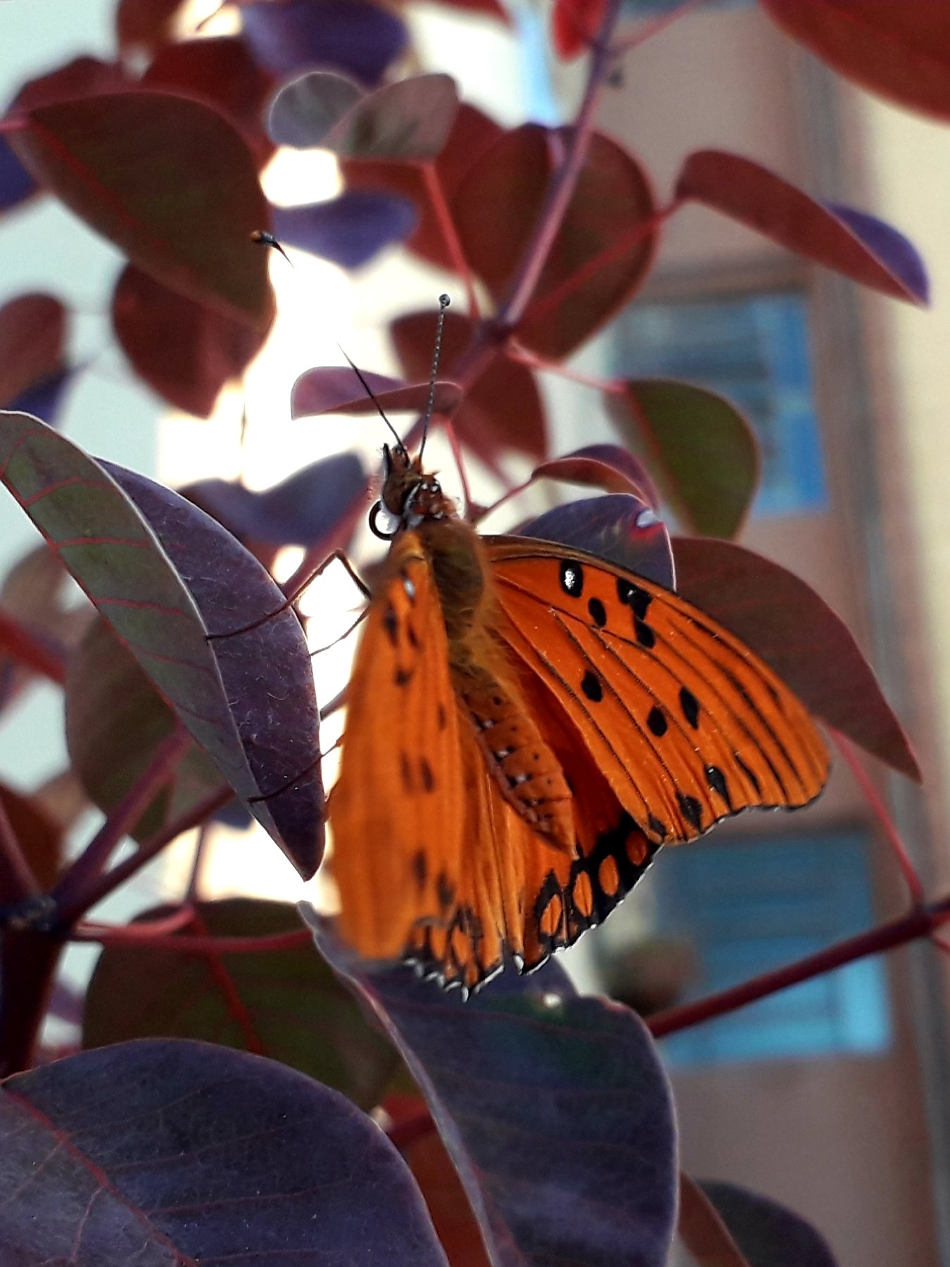 Animal butterfly Image