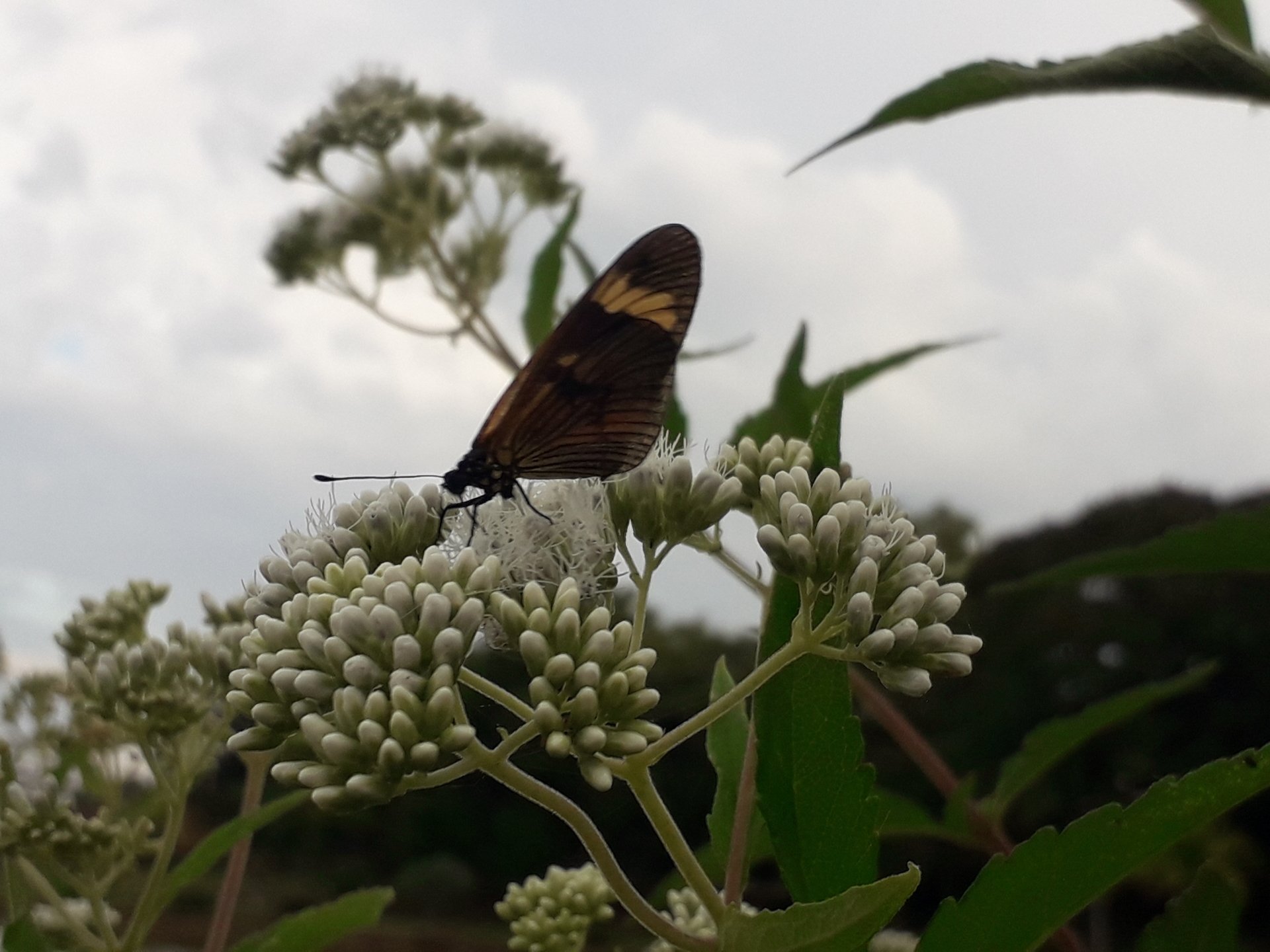 Animal butterfly Image