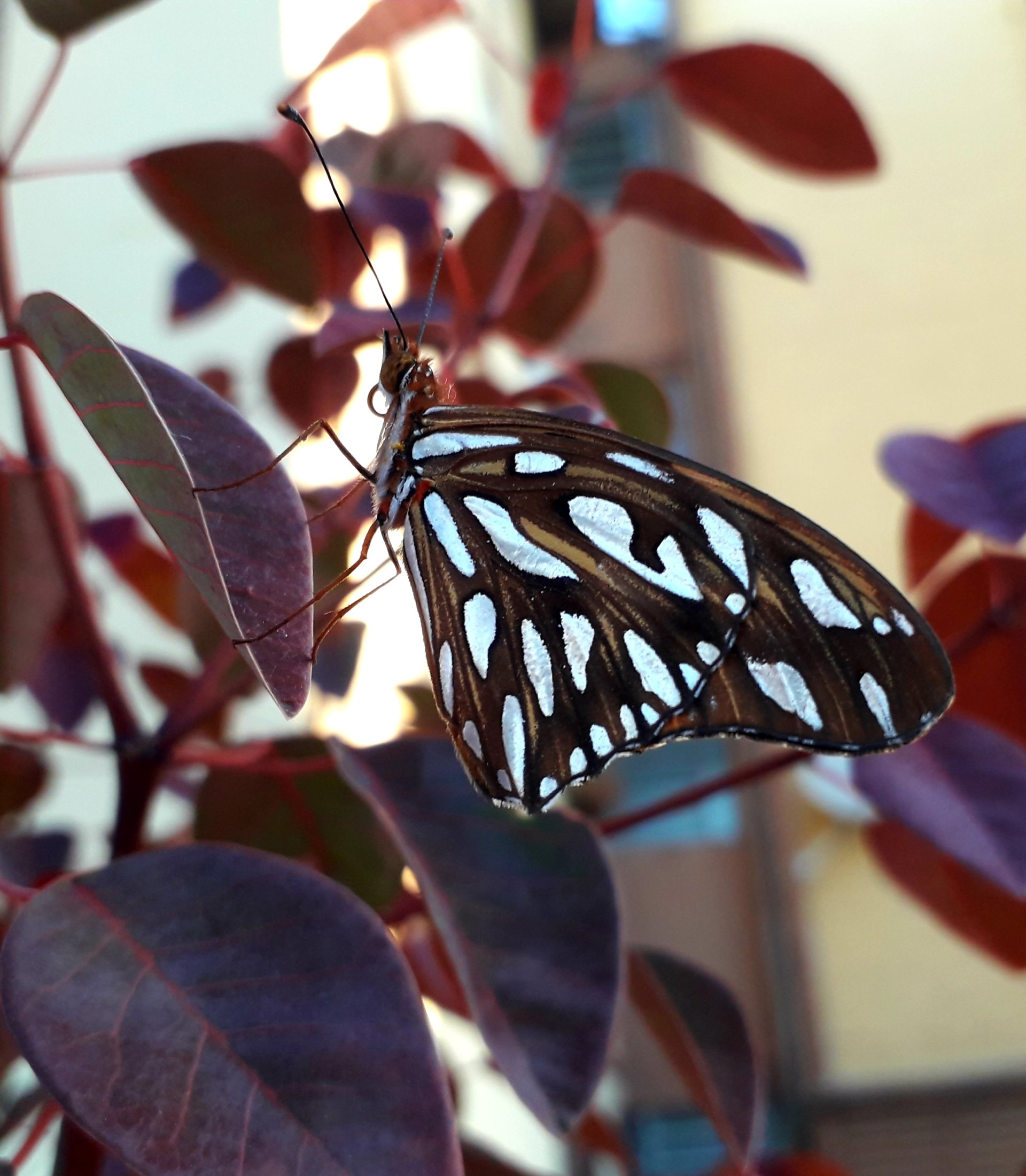 Animal butterfly Image