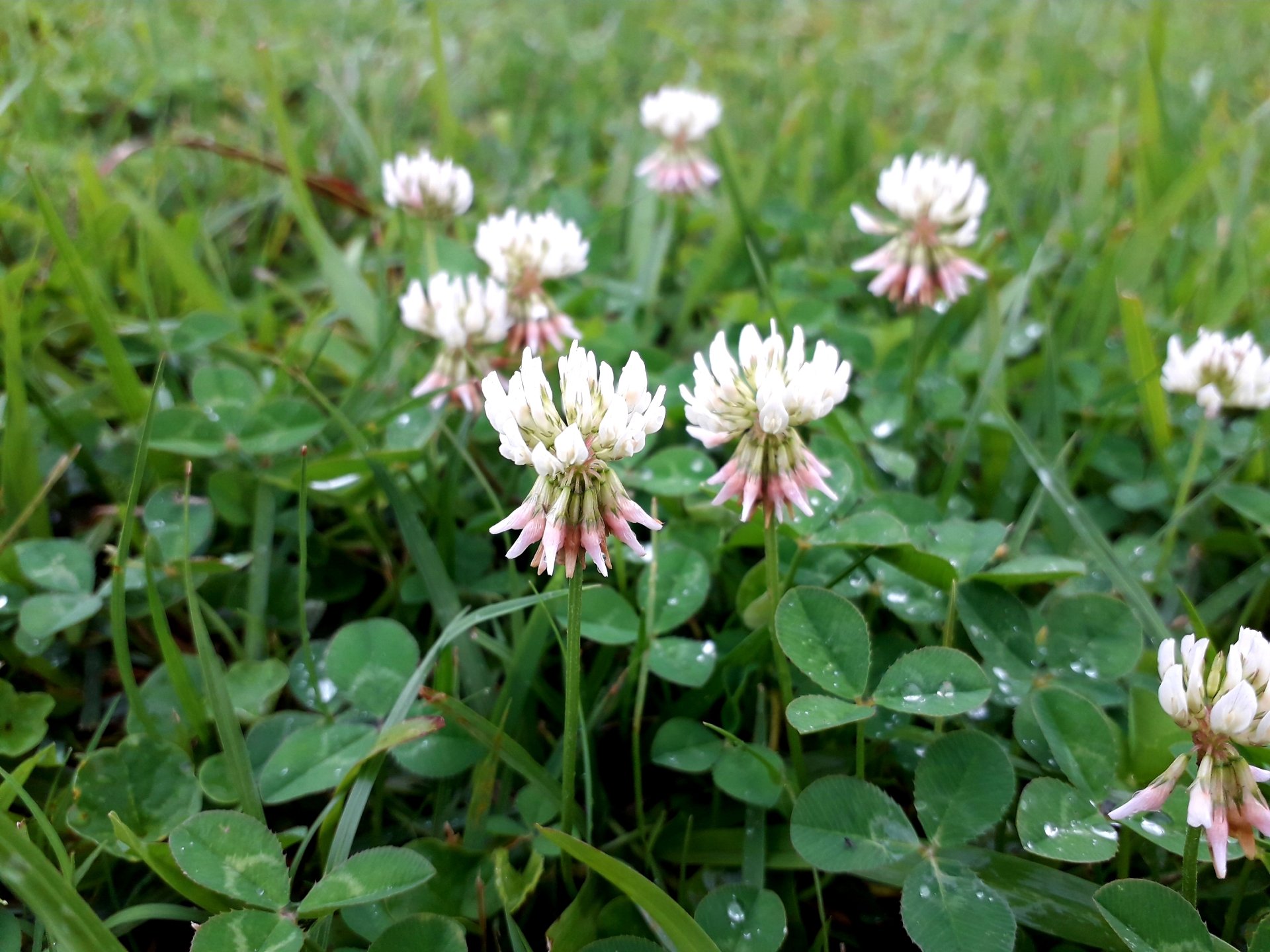 nature clover Image