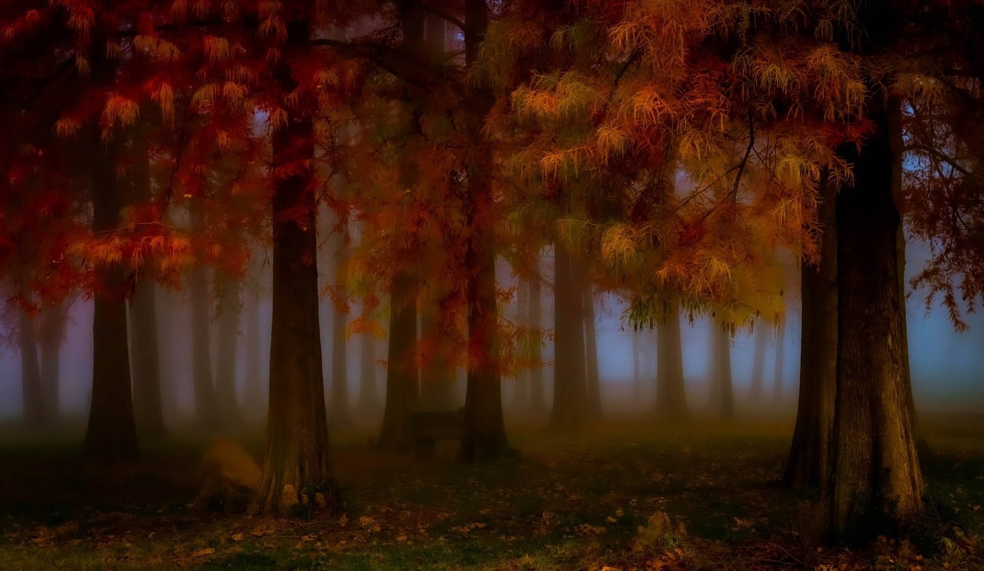 Download Fog Fall Nature Forest Image