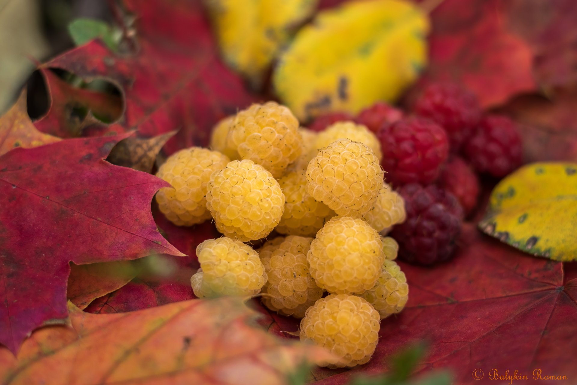 food raspberry Image