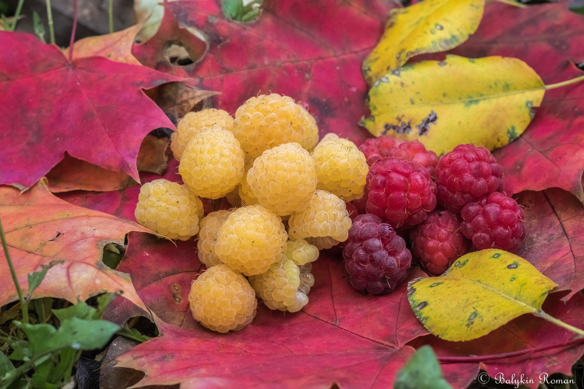 food raspberry Image