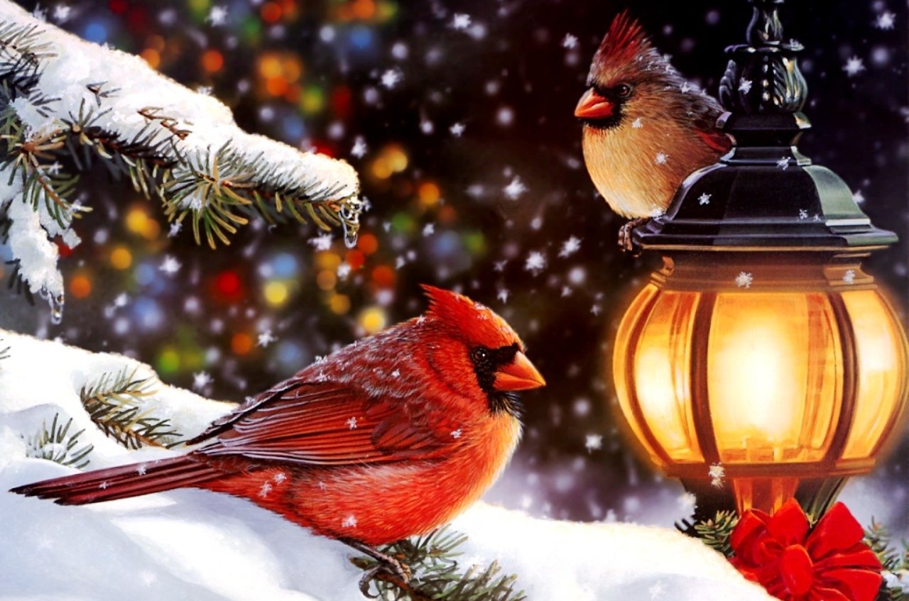  Finch