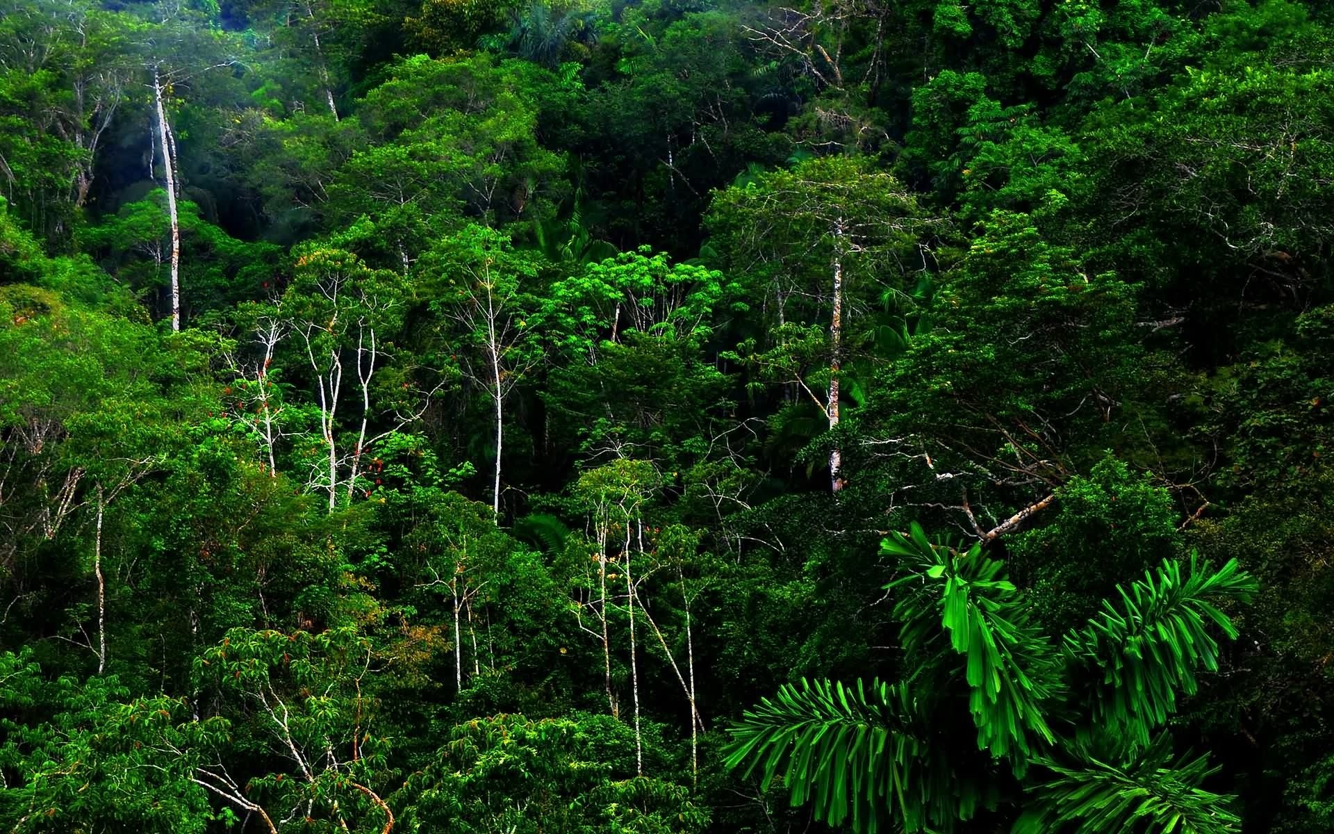 Lush jungle landscape filled with vibrant greens, towering trees, and dense foliage, showcasing the rich diversity of nature in a thriving ecosystem.