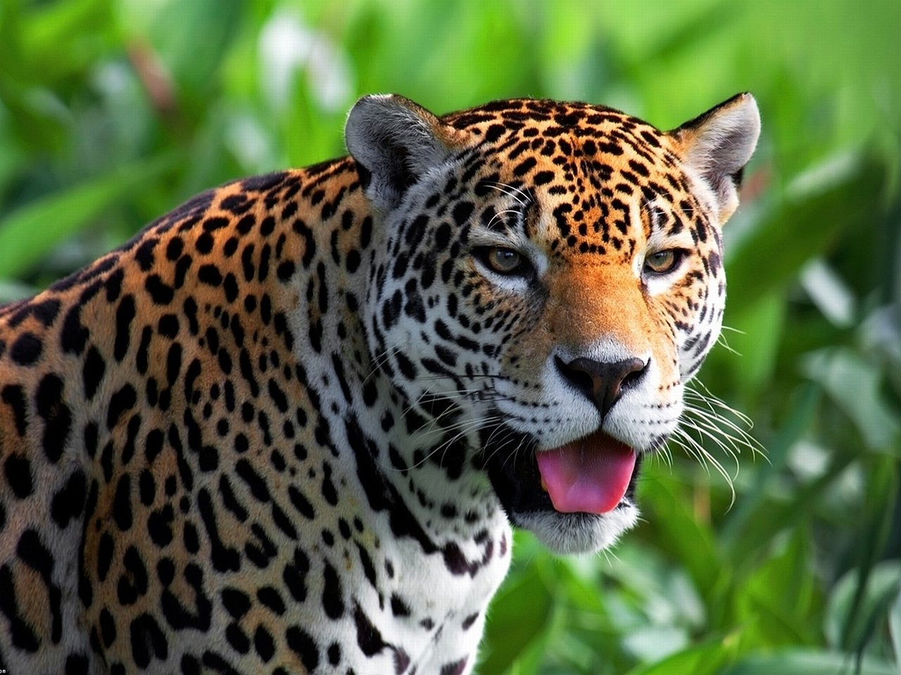 Jaguar Image - ID: 338221 - Image Abyss