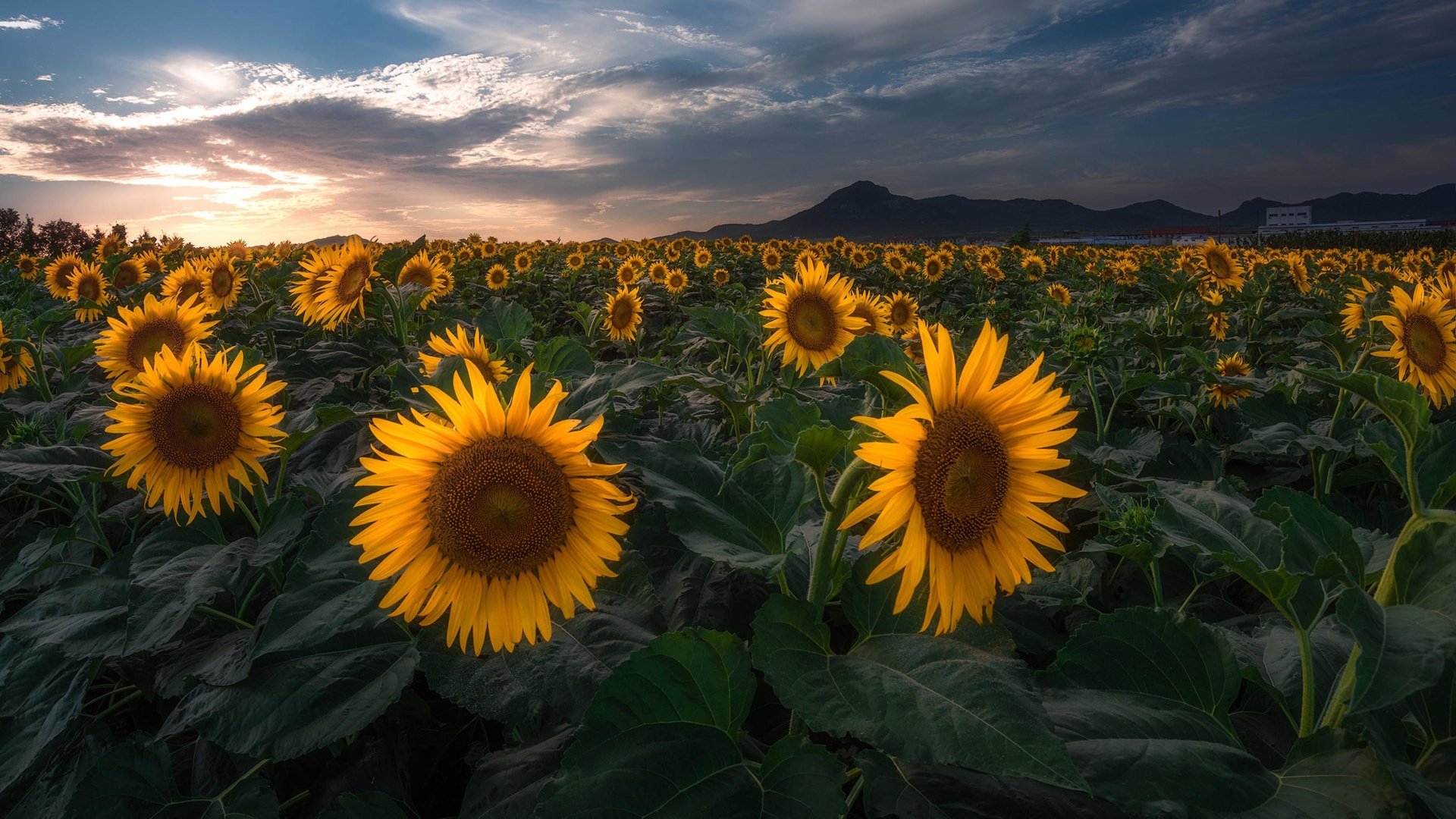 Sunflower Field on a Cloudy Day Image ID 338497 Image Abyss