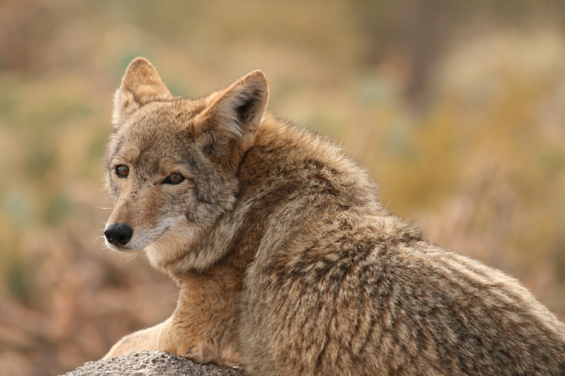 Animal coyote Image