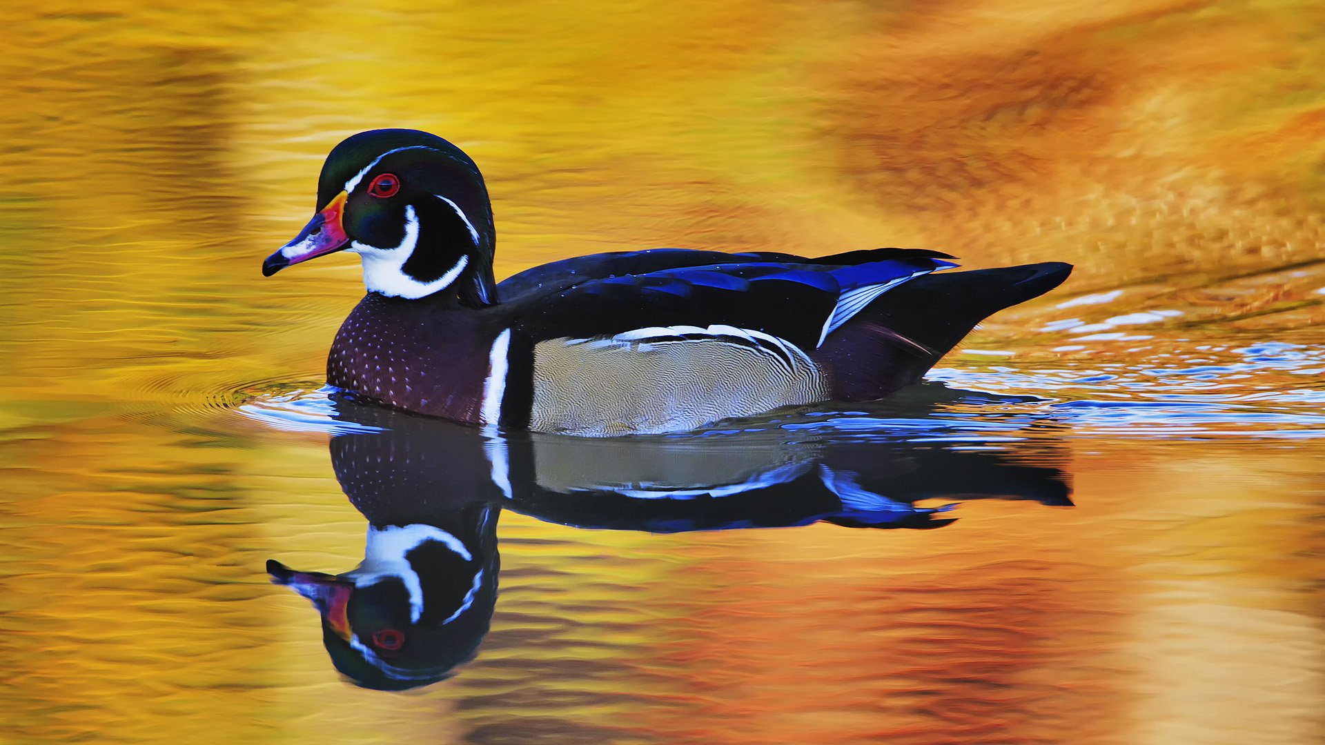 Download Water Reflection Duck Animal Wood Duck Image