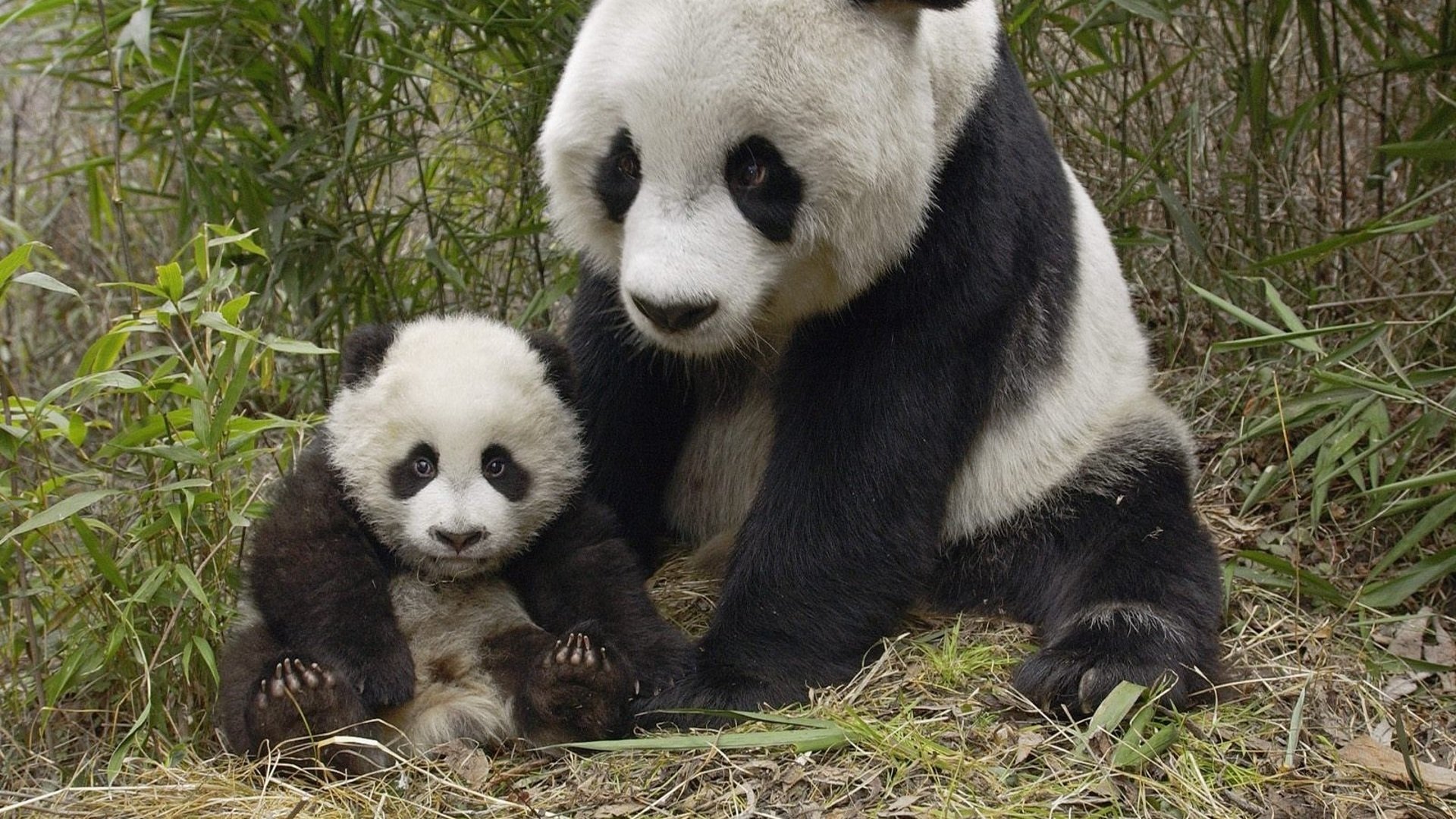 Panda Mother and Her Baby Image ID 338817 Image Abyss