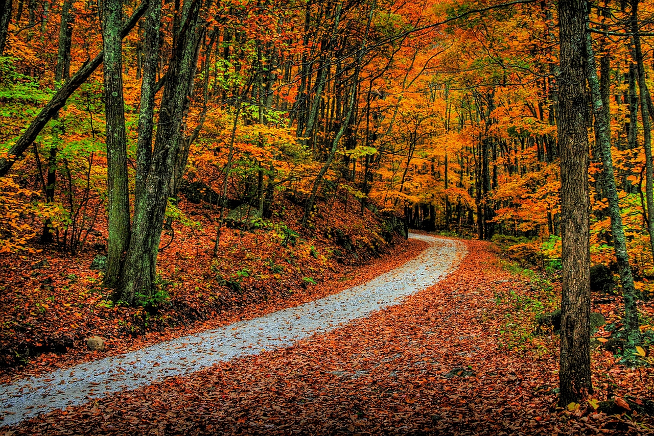 Path through Autumn Forest - Image Abyss