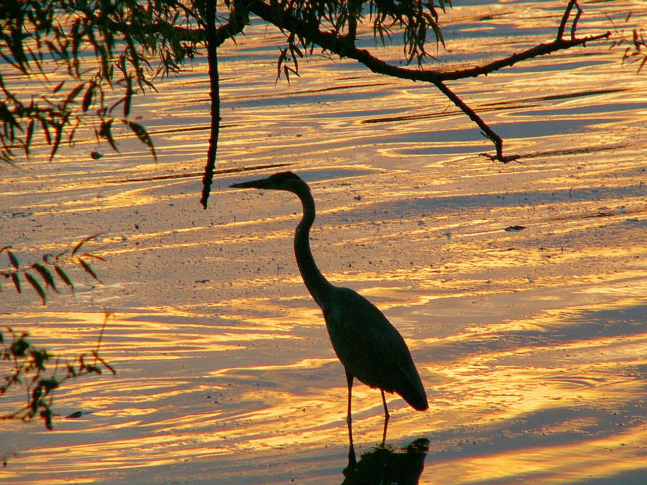 Heron Picture