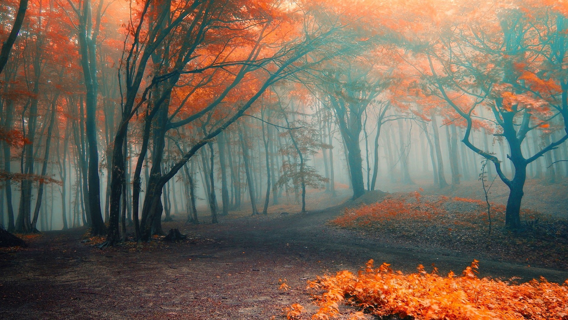 Download Fall Fog Forest Road Nature Path Image