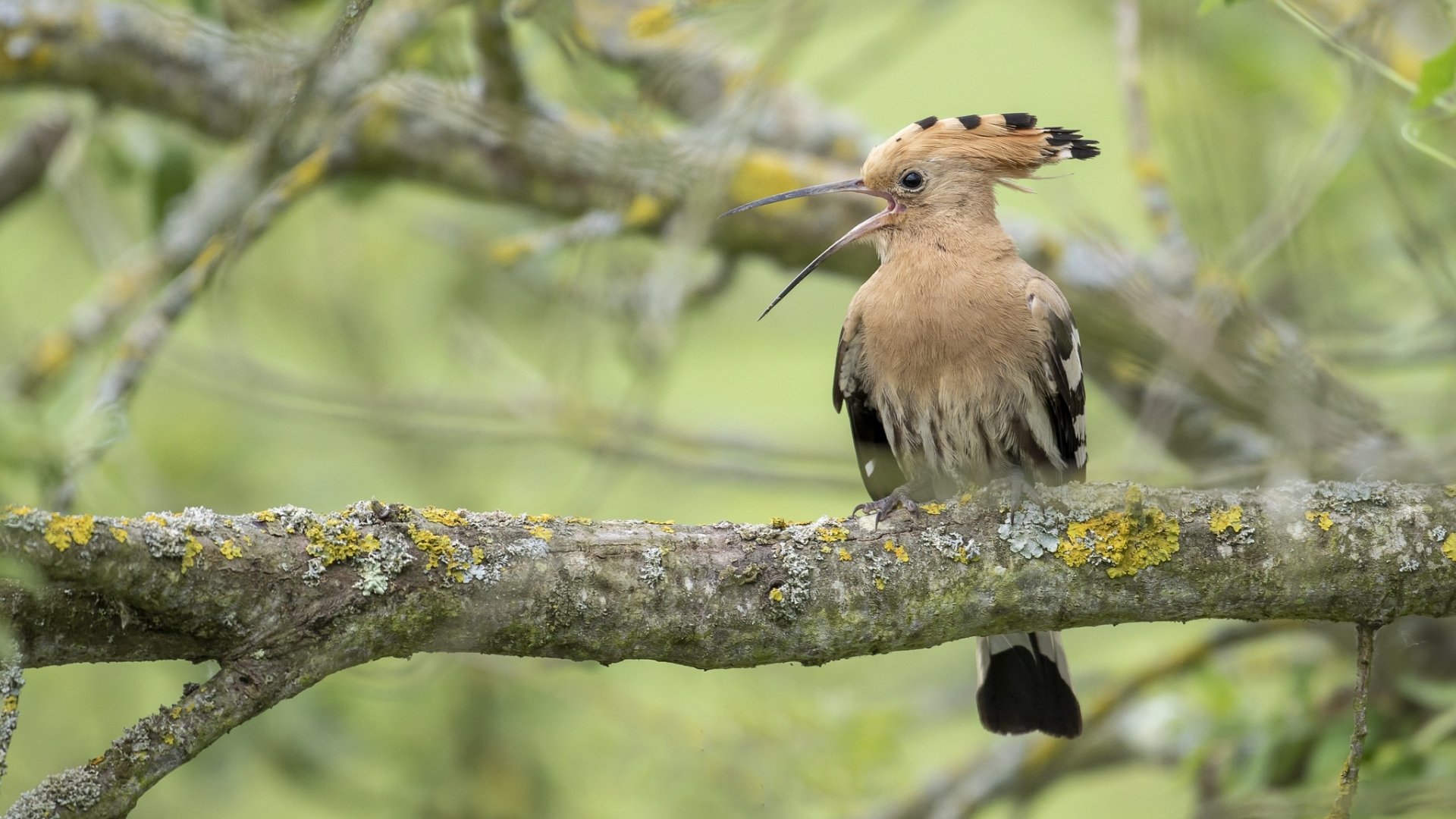 Hoopoe on Tree Branch - Image Abyss
