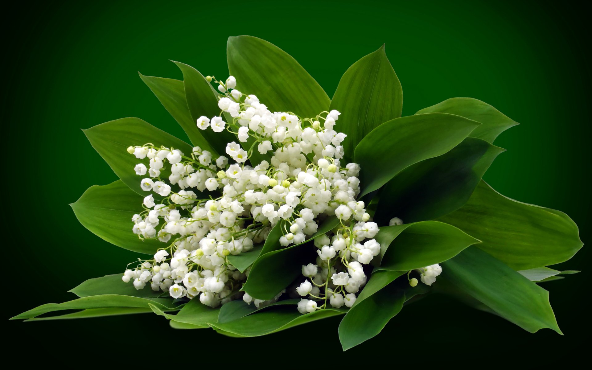  Lily of the Valley Bouqet