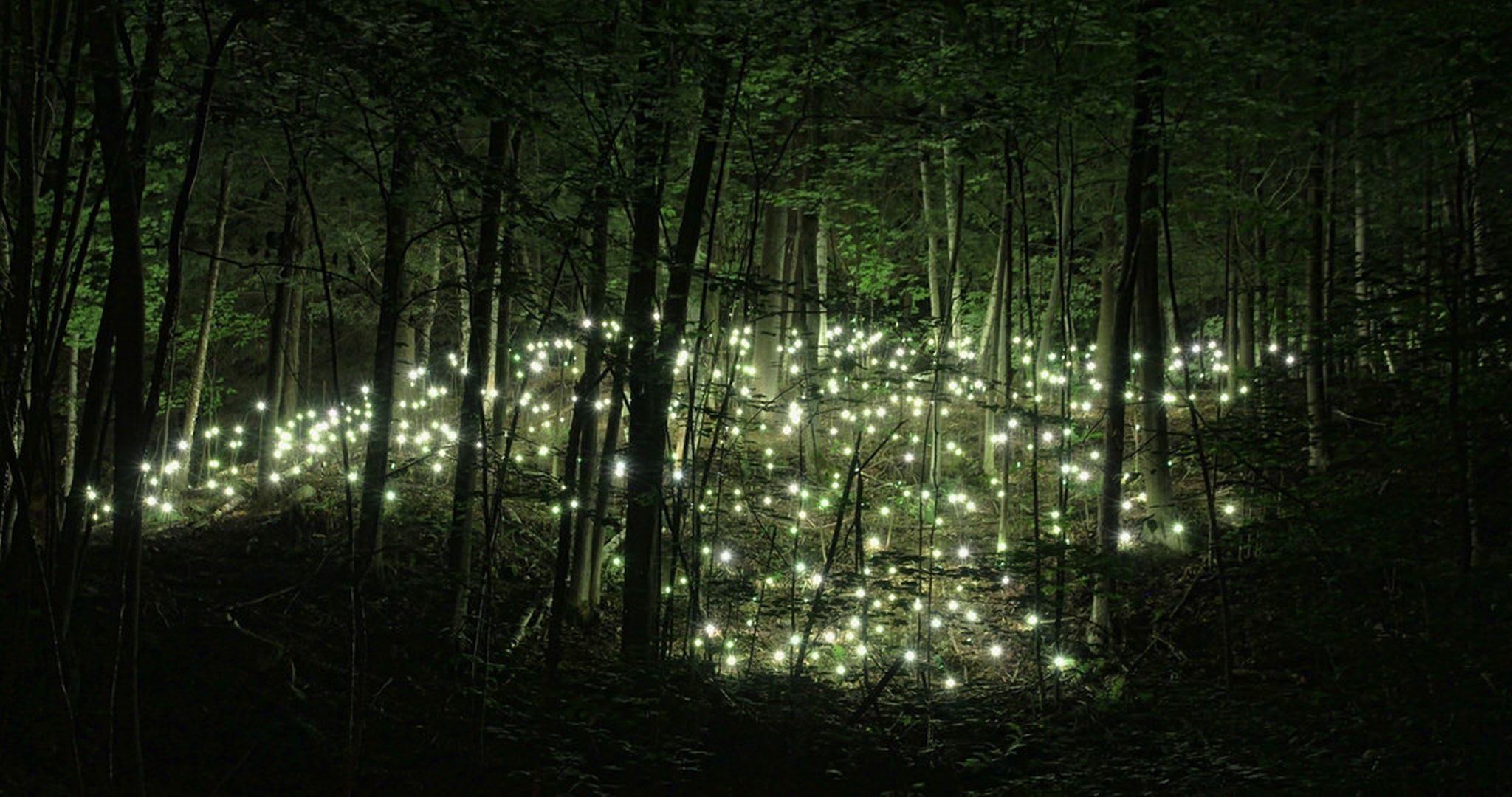 Fireflies Forest Wallpaper