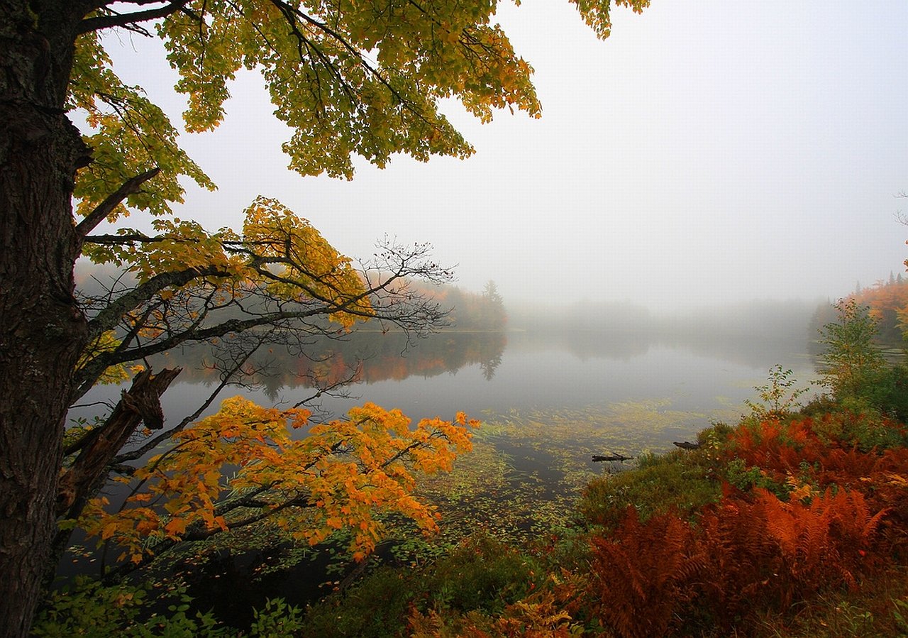 A serene nature scene with autumn foliage and dense fog partially obscuring a calm lake in the background.