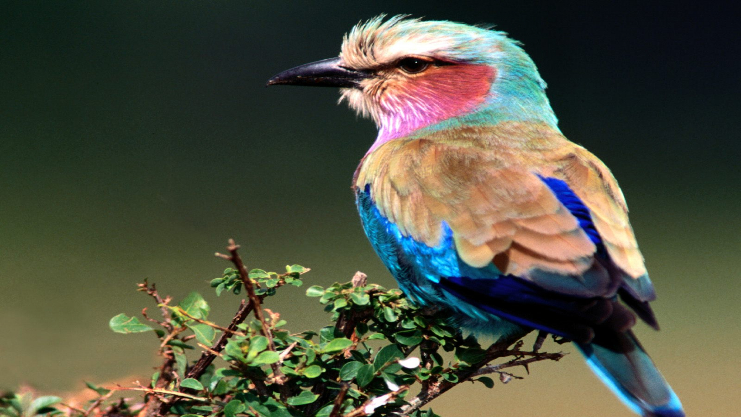 фотографии красивых птиц