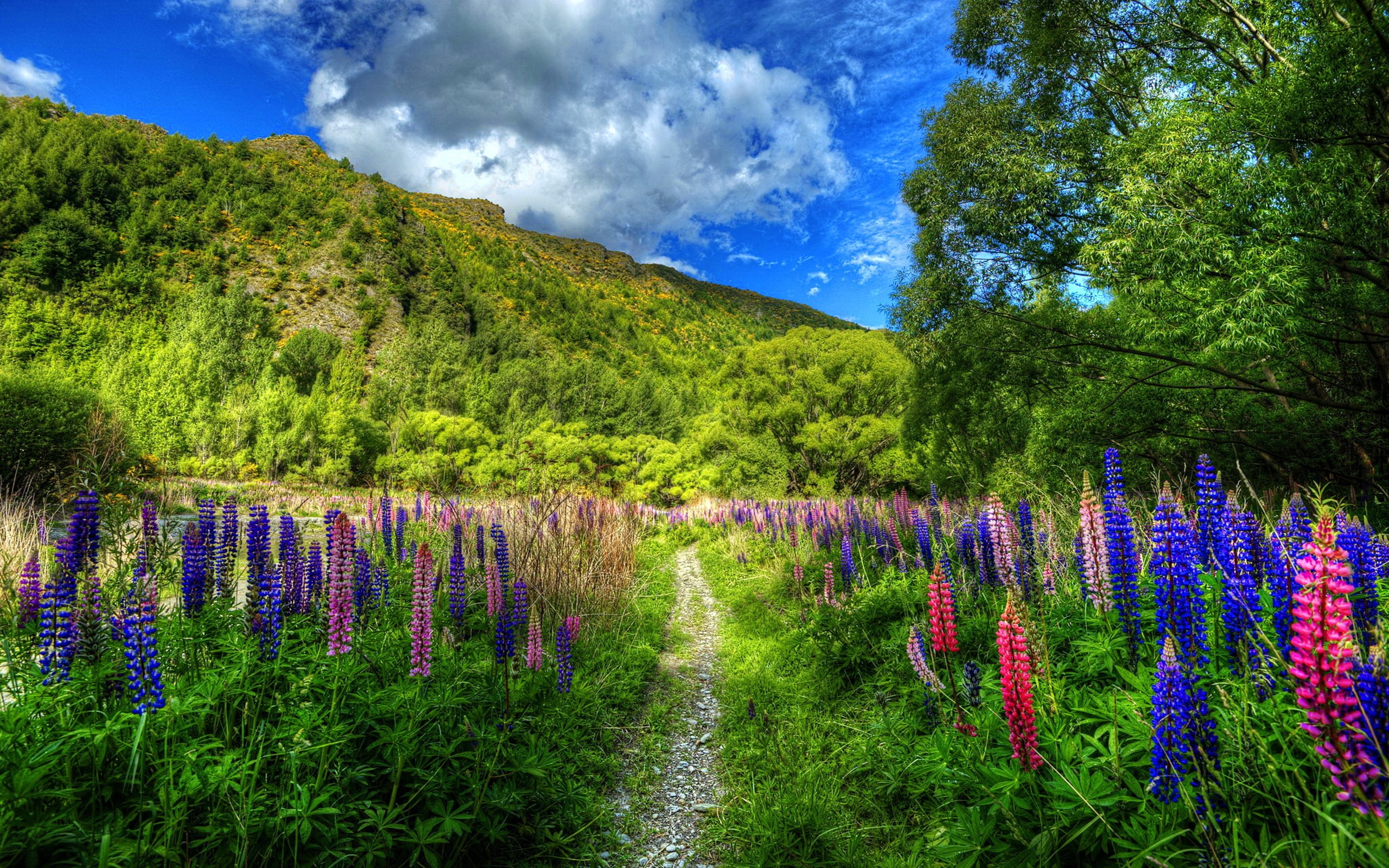 Lupines in Spring