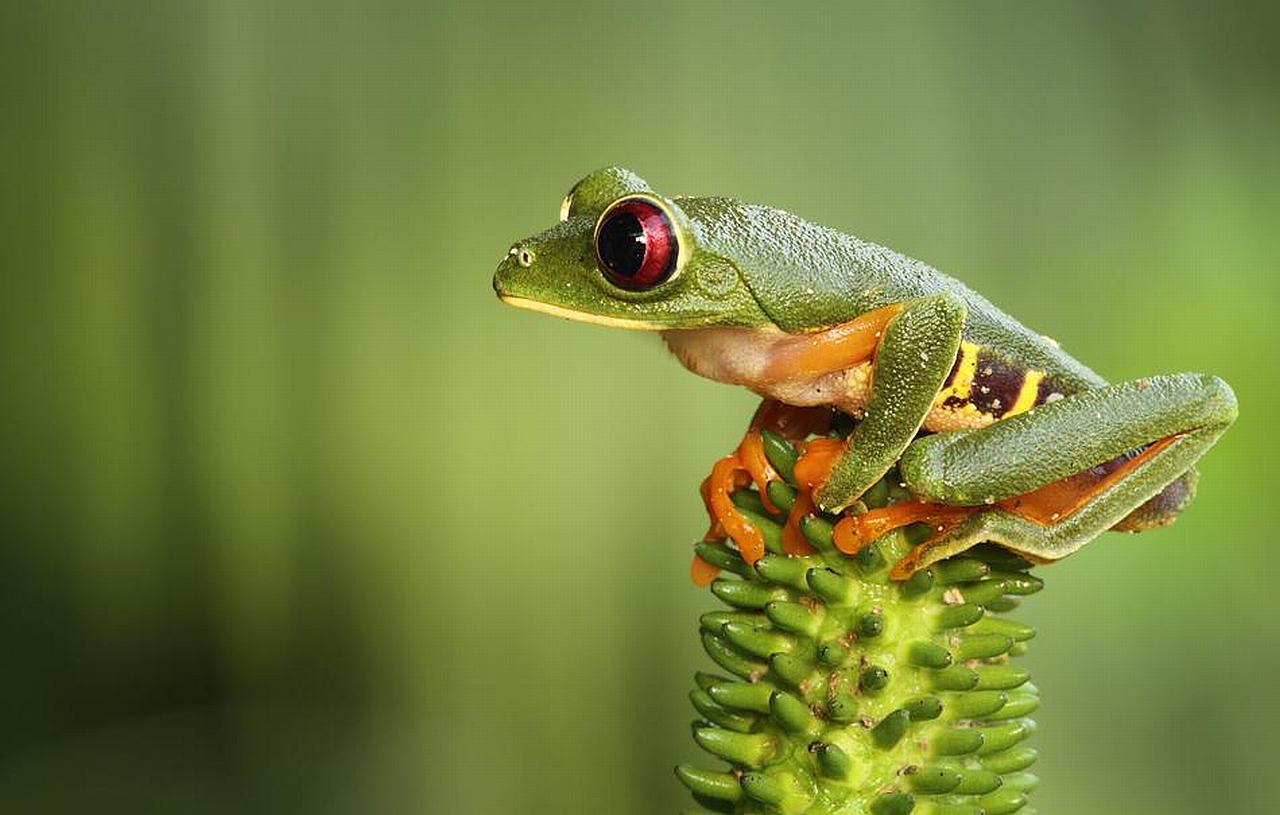 Wild Male Red-eyed tree frog by Erez Marom