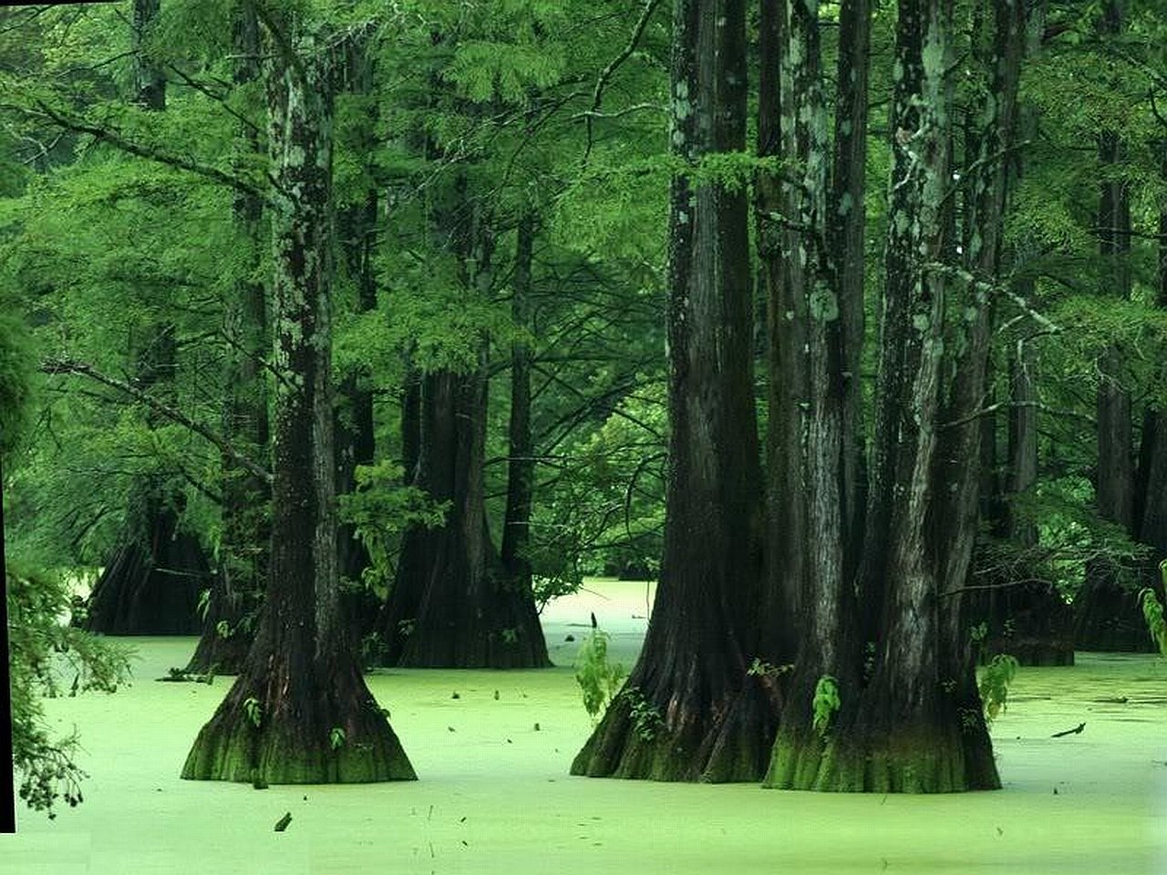 Swamp Image ID 341131 Image Abyss