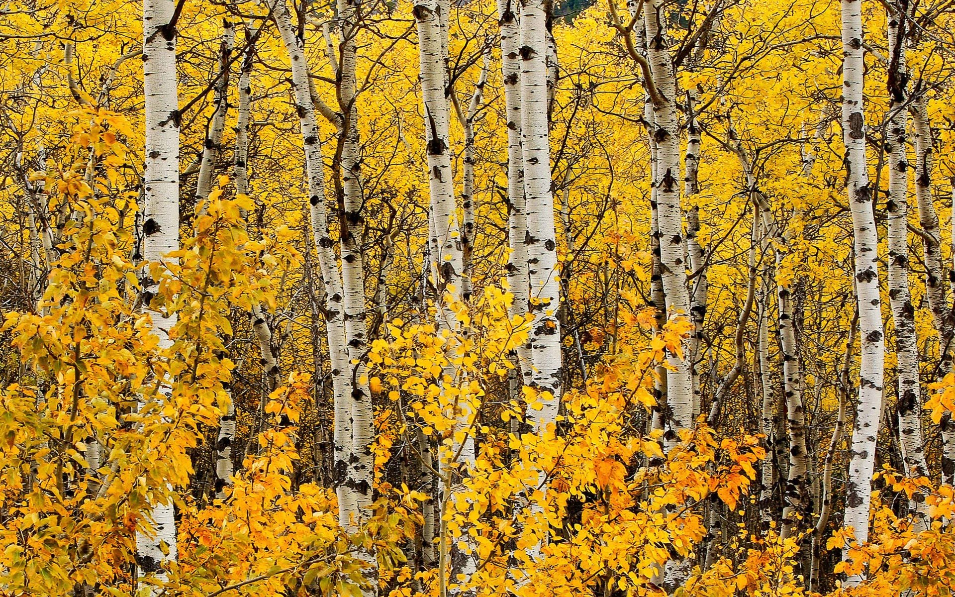  Birch Forest in Autumn