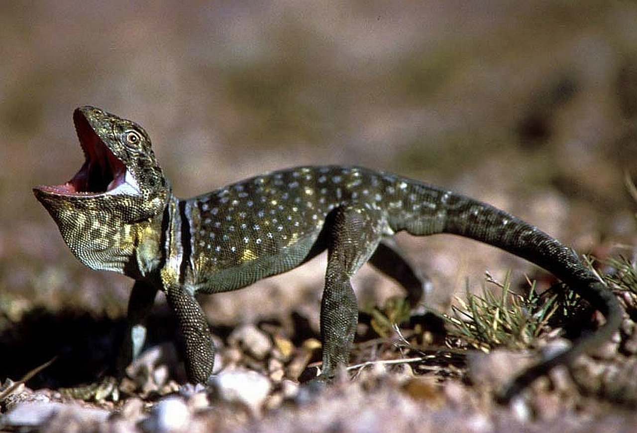 Lizard Picture - Image Abyss