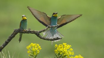 Preview Image 341113