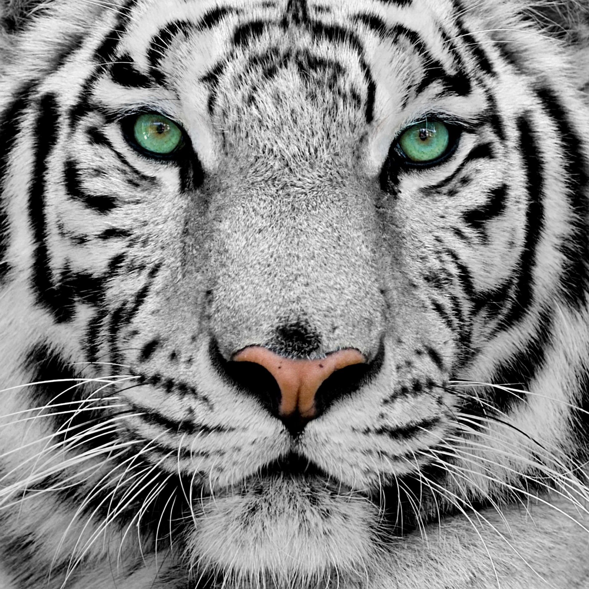 White Tiger Image ID 342356 Image Abyss