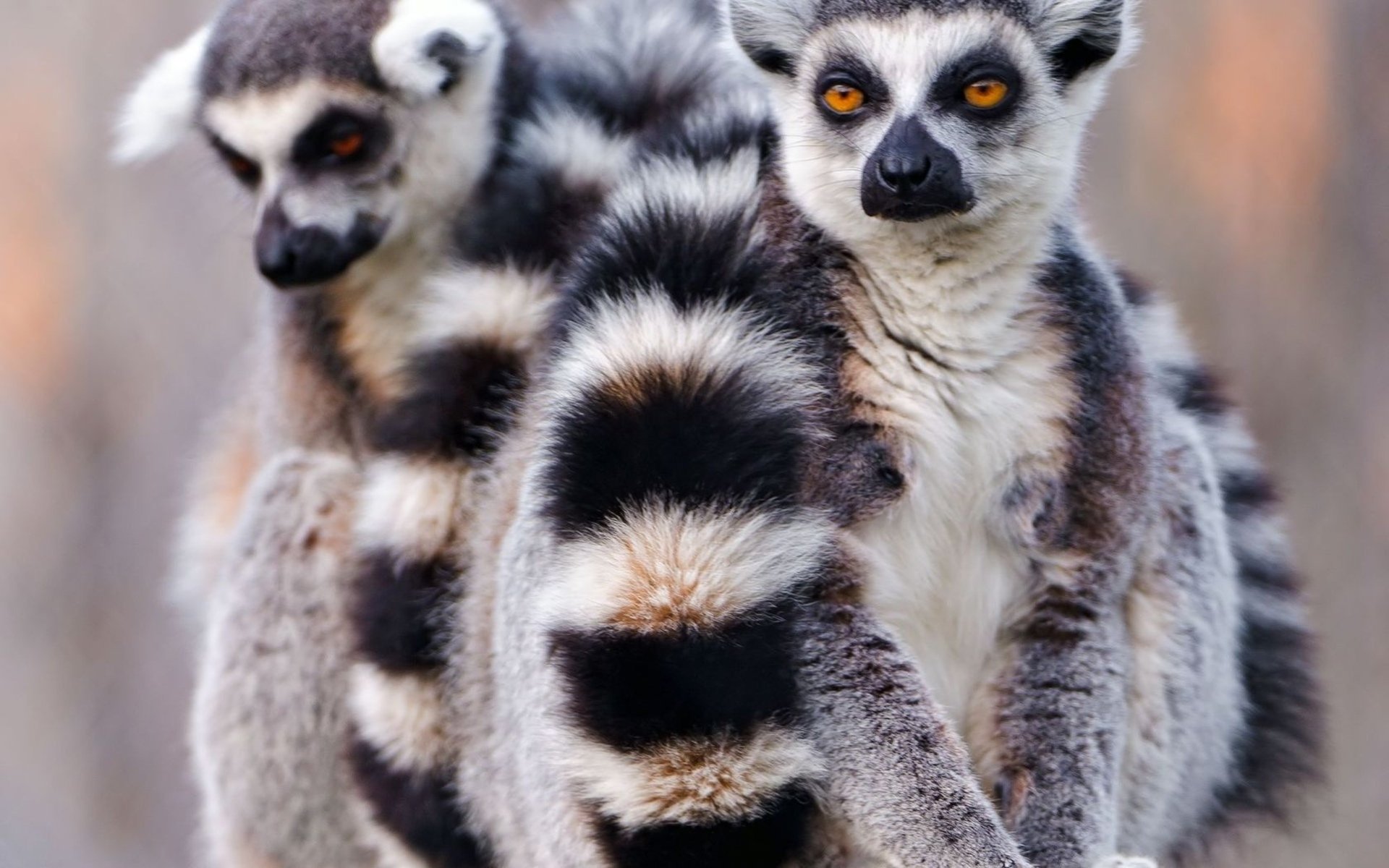 Animal lemur Image