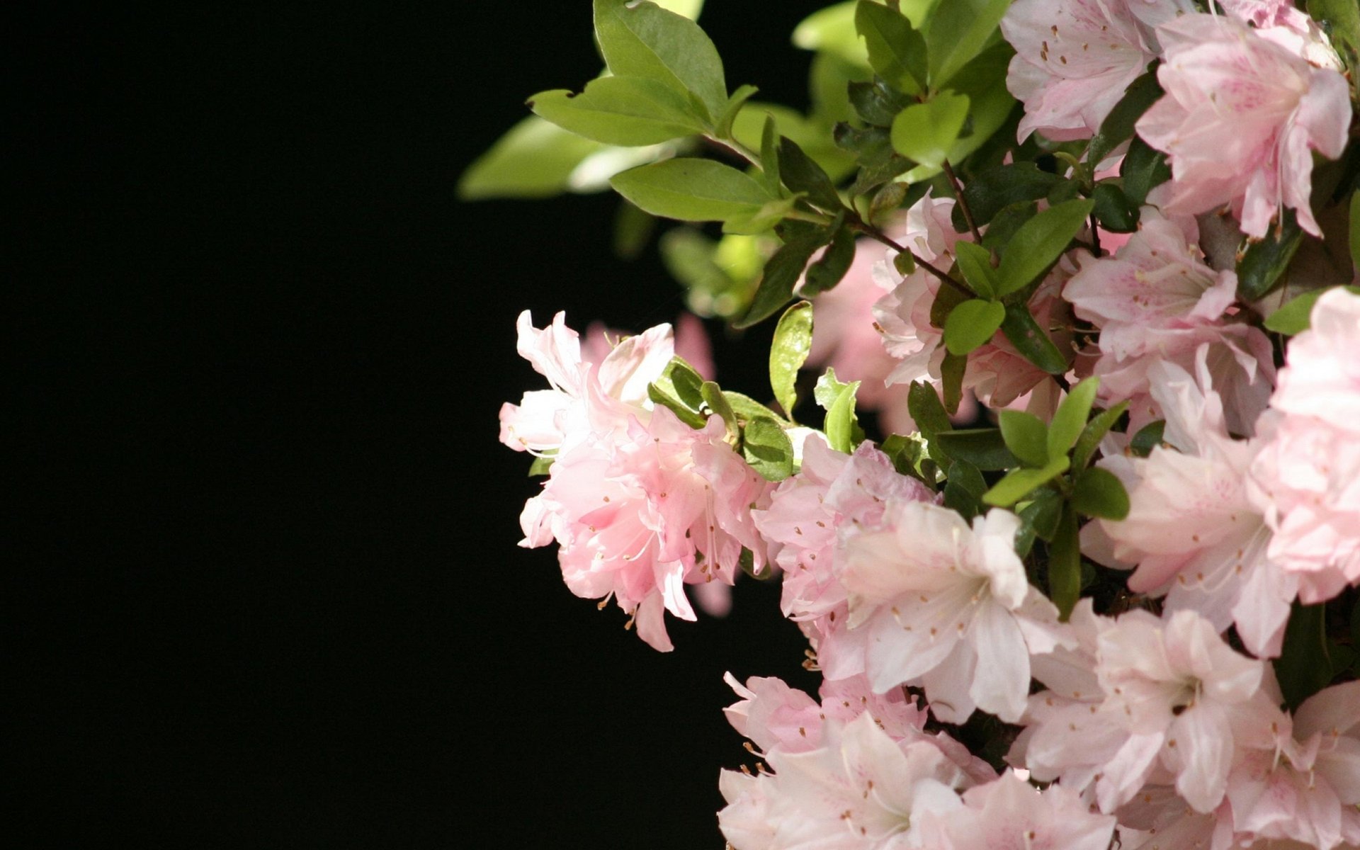 Cluster of pale pink azalea blooms with green leaves against a dark background, a quiet nature scene.
