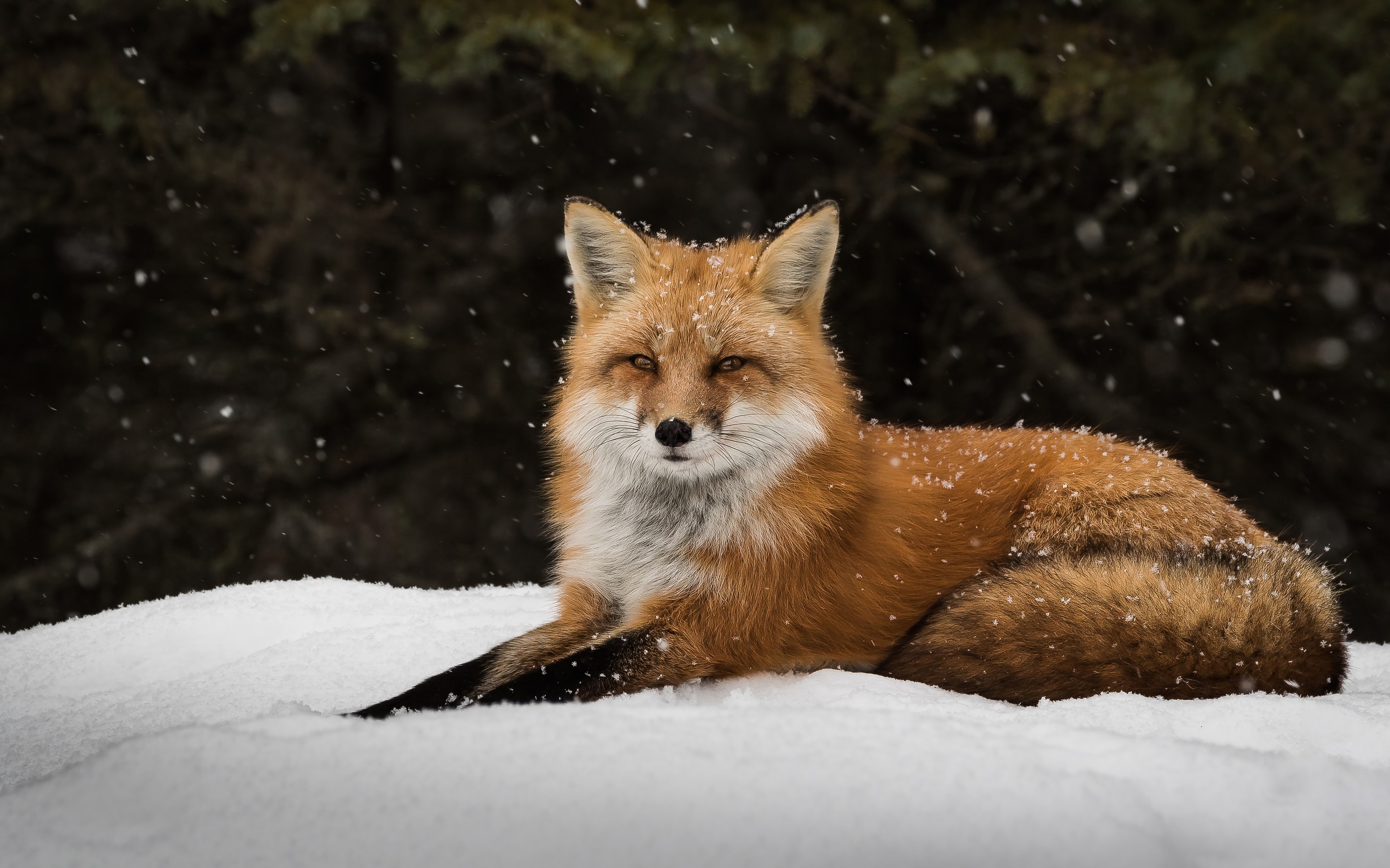 Red Fox in the Snow - Image Abyss