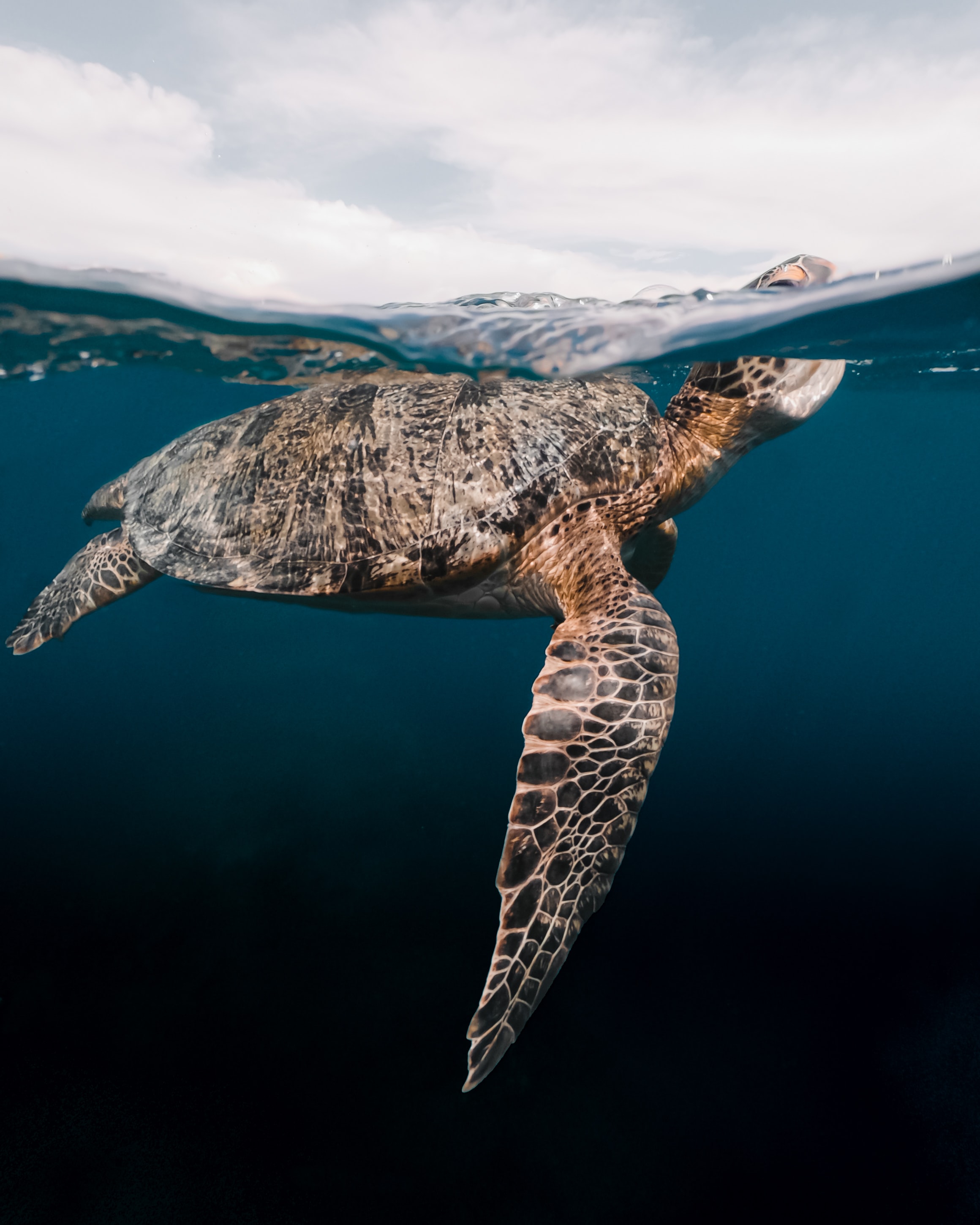Diving turtle by Victor Ene