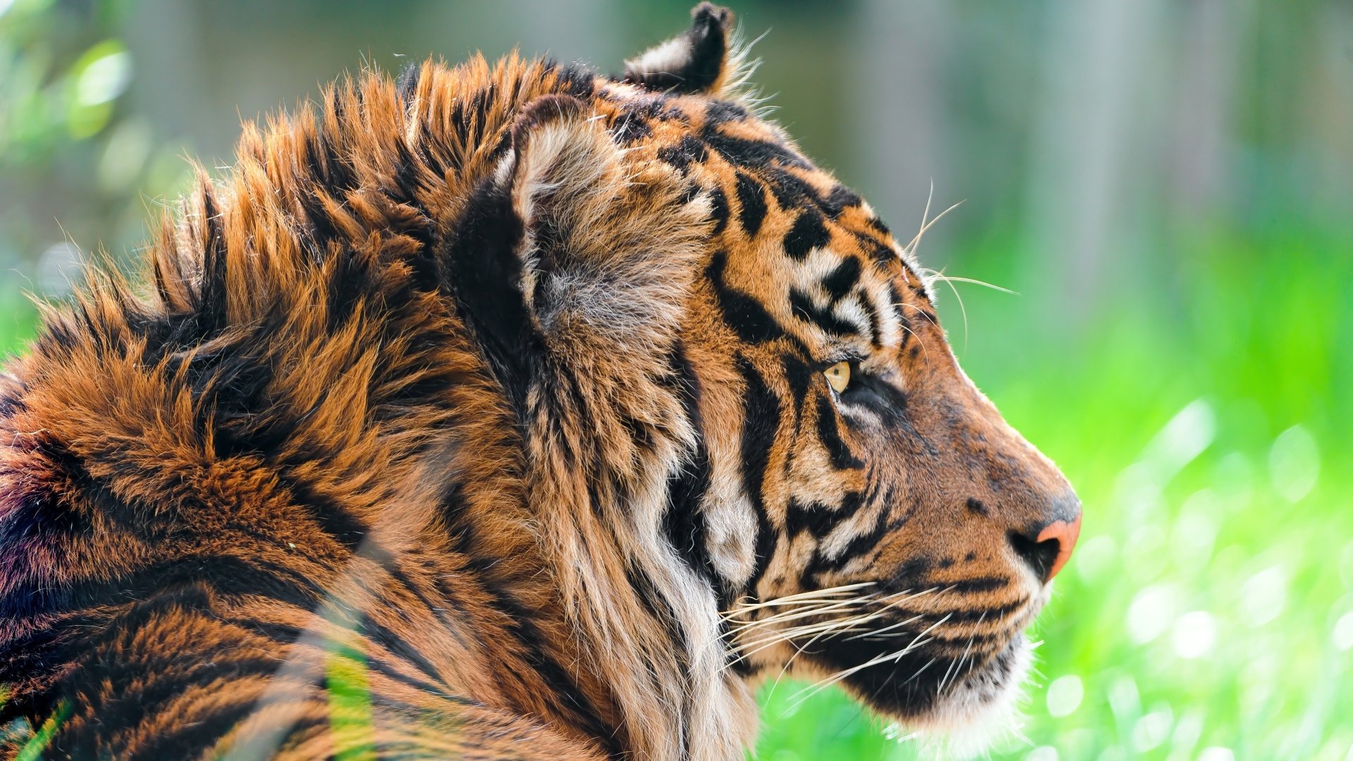  Profile of Sumatran Tiger