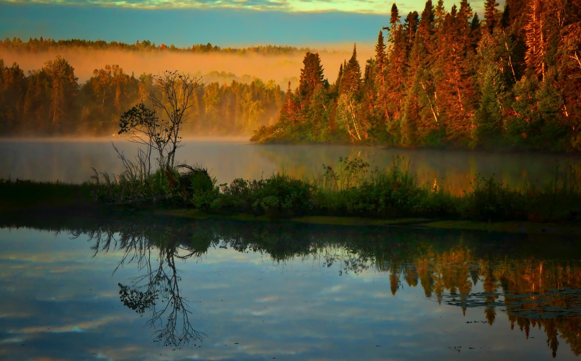 forest nature lake Image