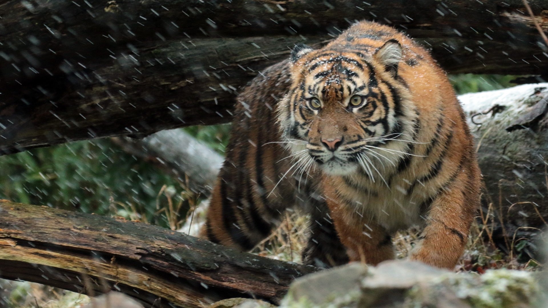  Sumatran Tiger