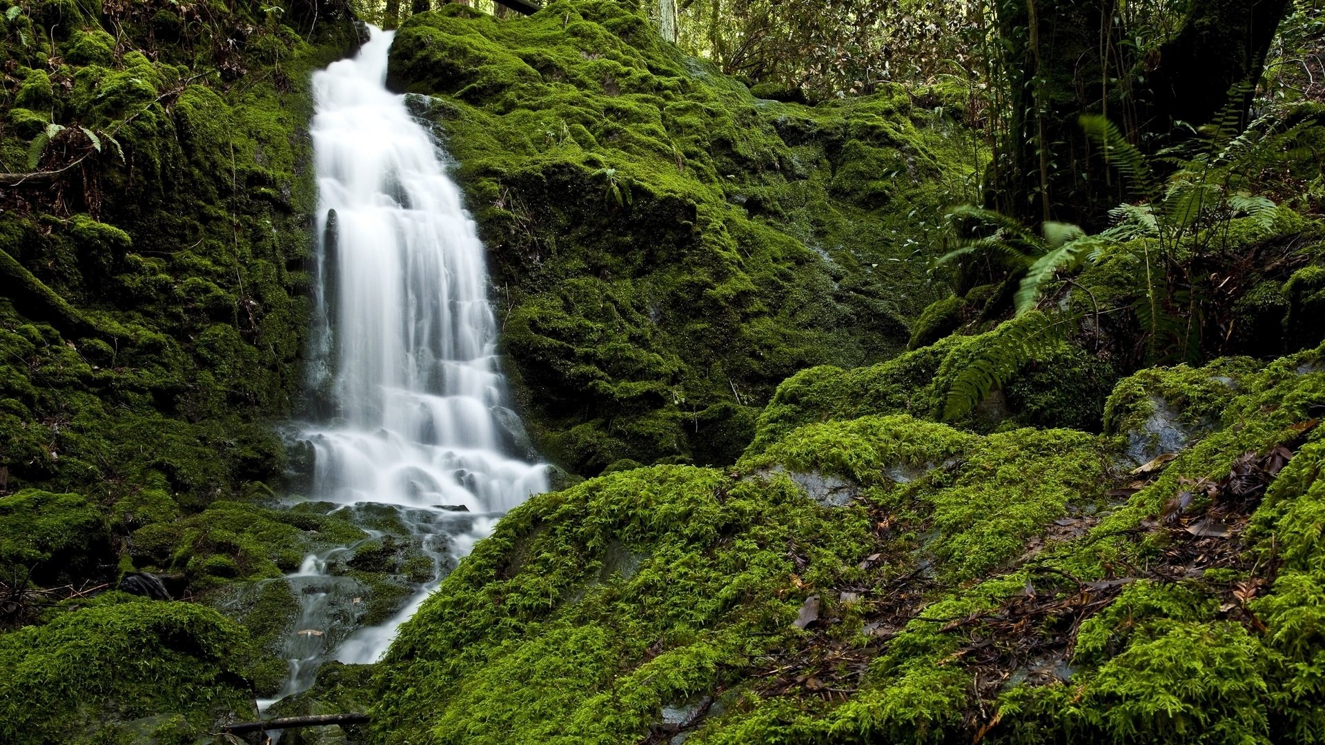 Waterfall in Mossy Forest Image - ID: 343379 - Image Abyss