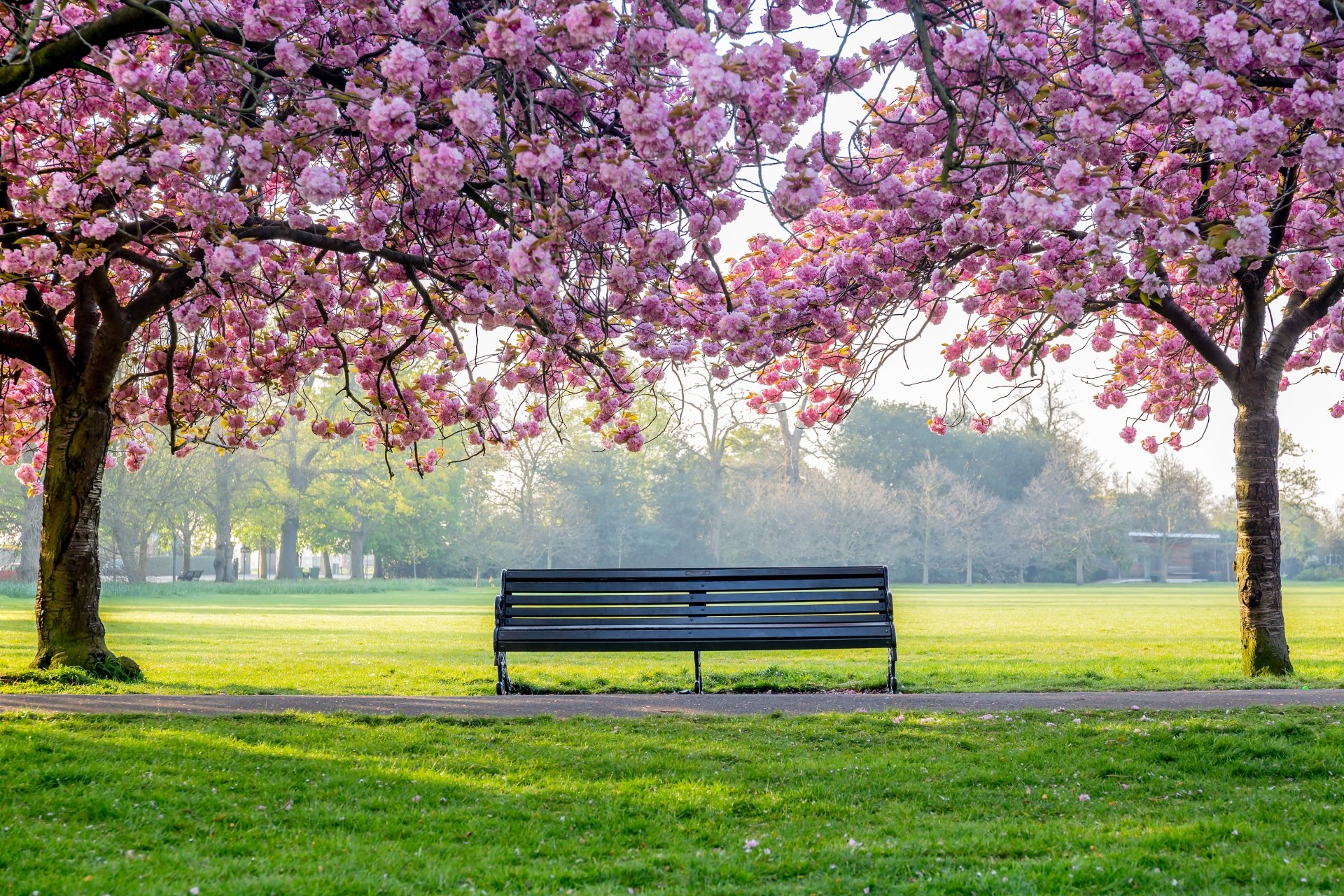  Bench under Blossoming Trees
