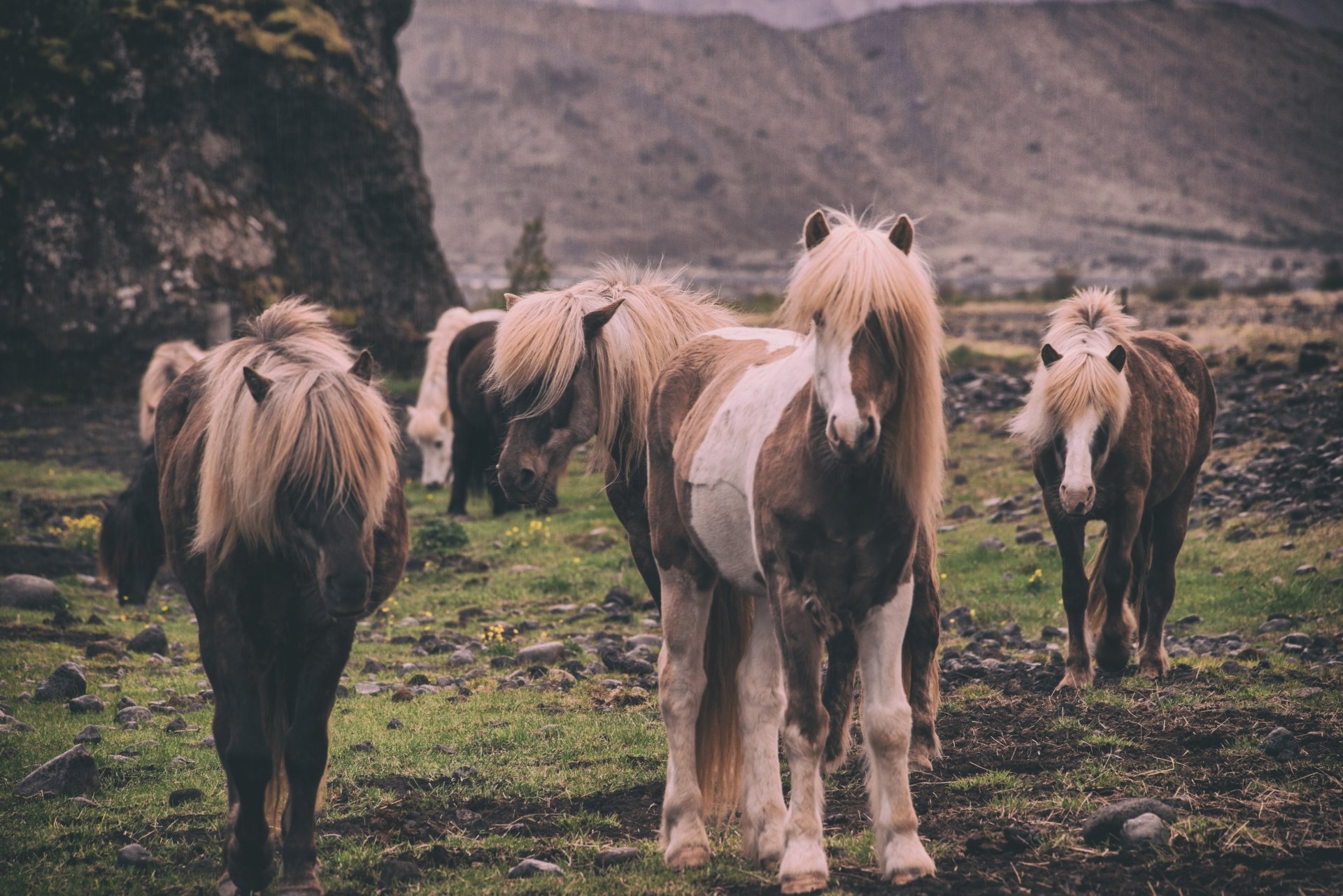  Group of wild horses by Jonatan Pie