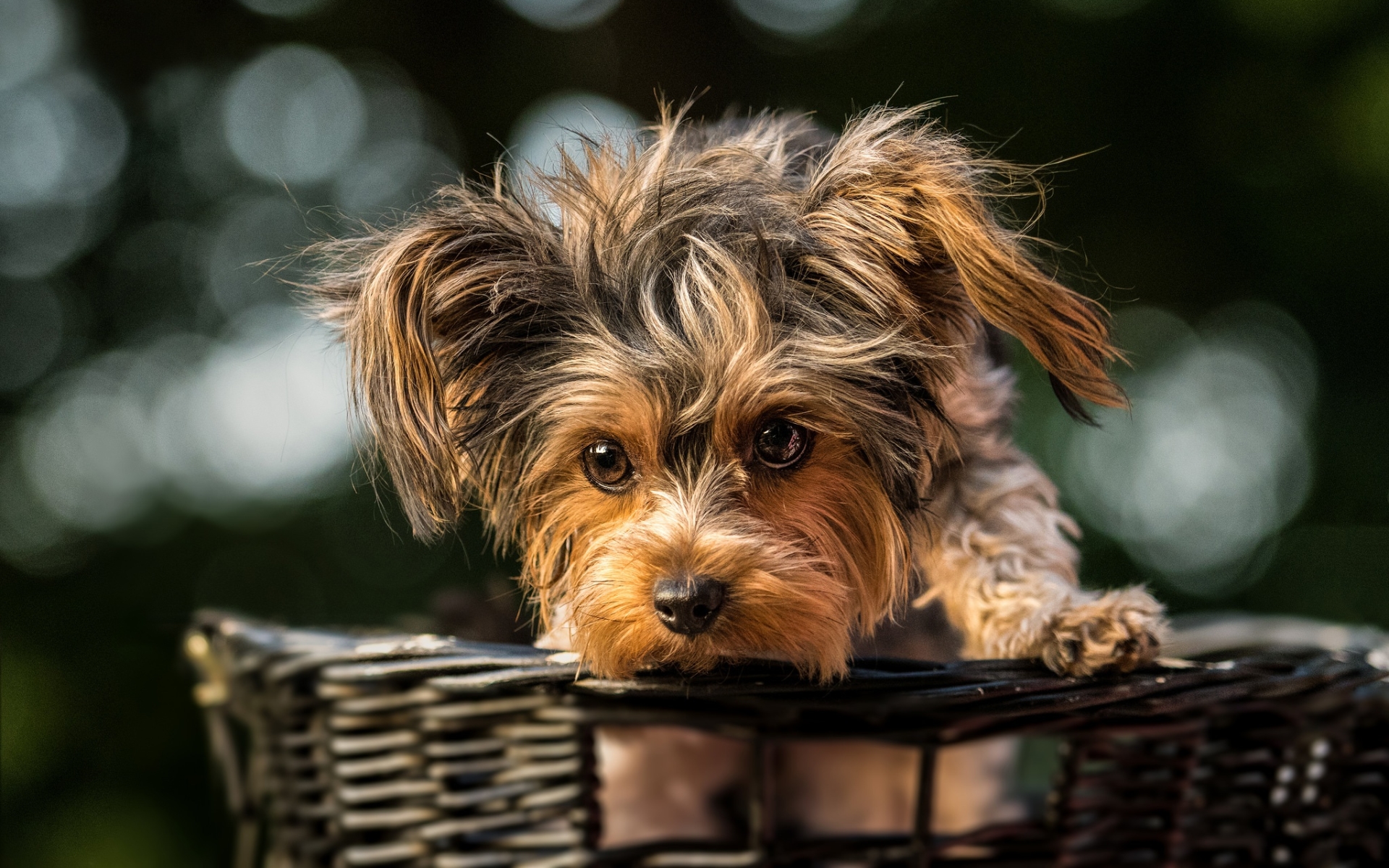 Puppy in a Basket