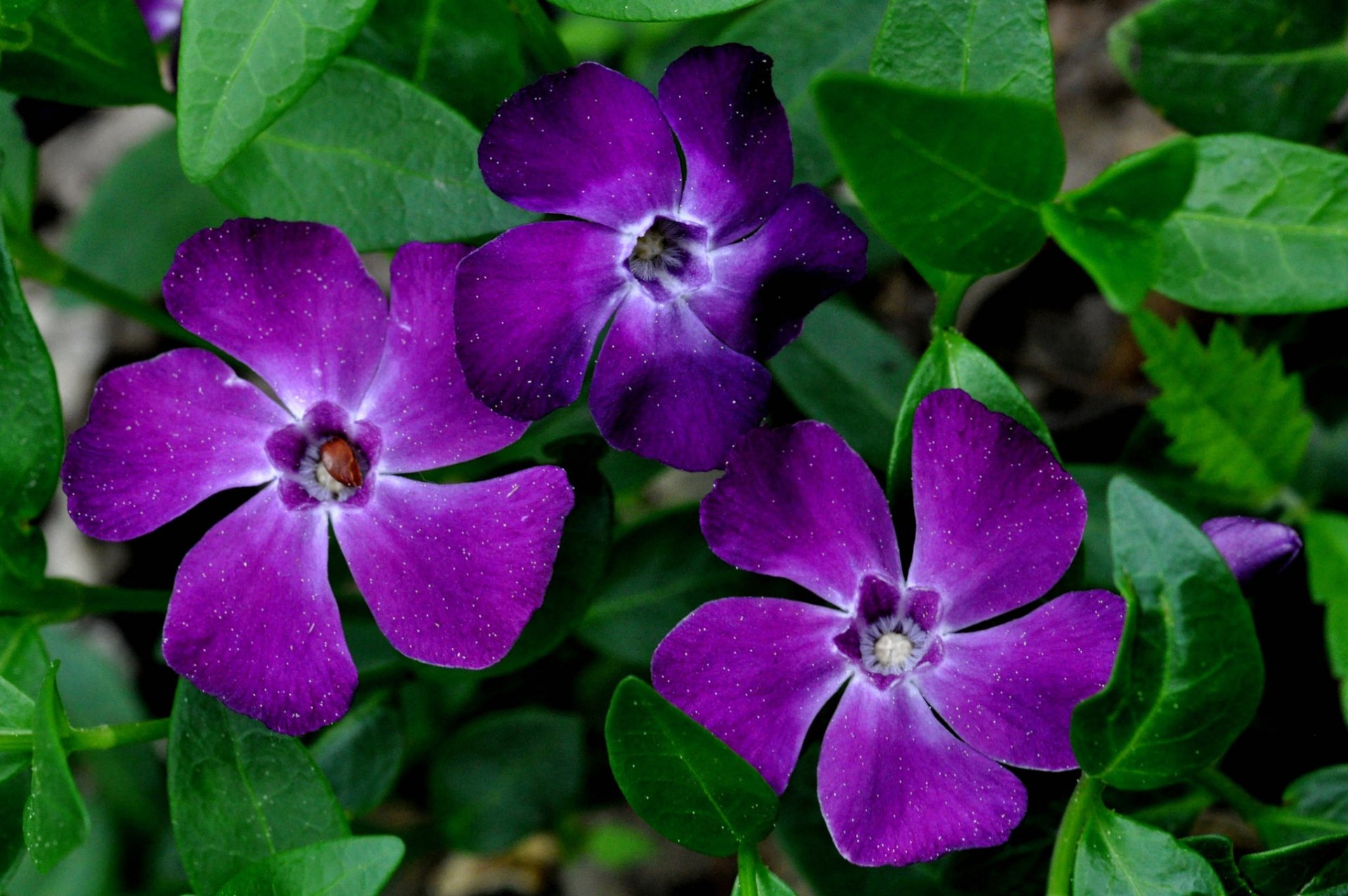 Purple Petunias