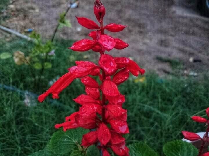 red flower nature flower Image