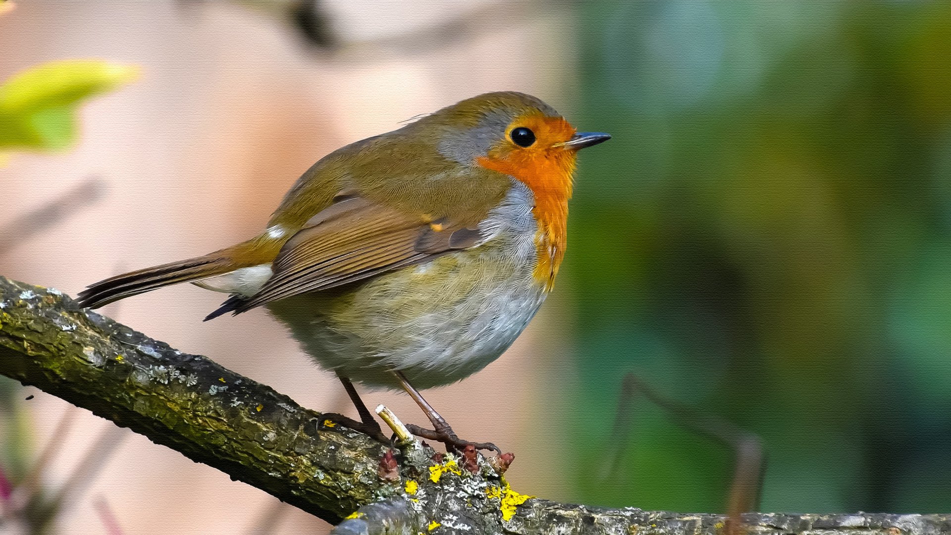 bird Animal european robin Image