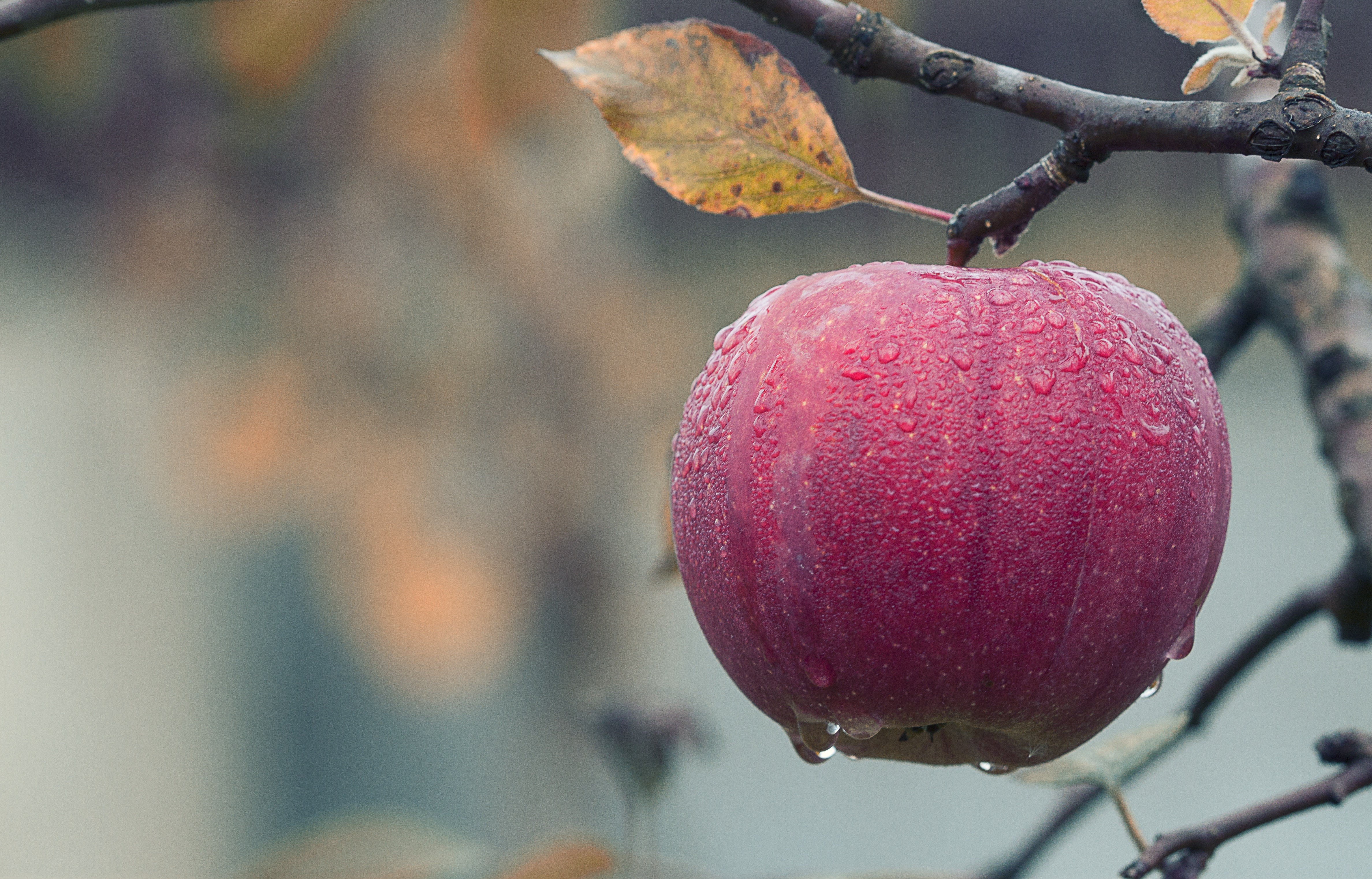 Apple Picture