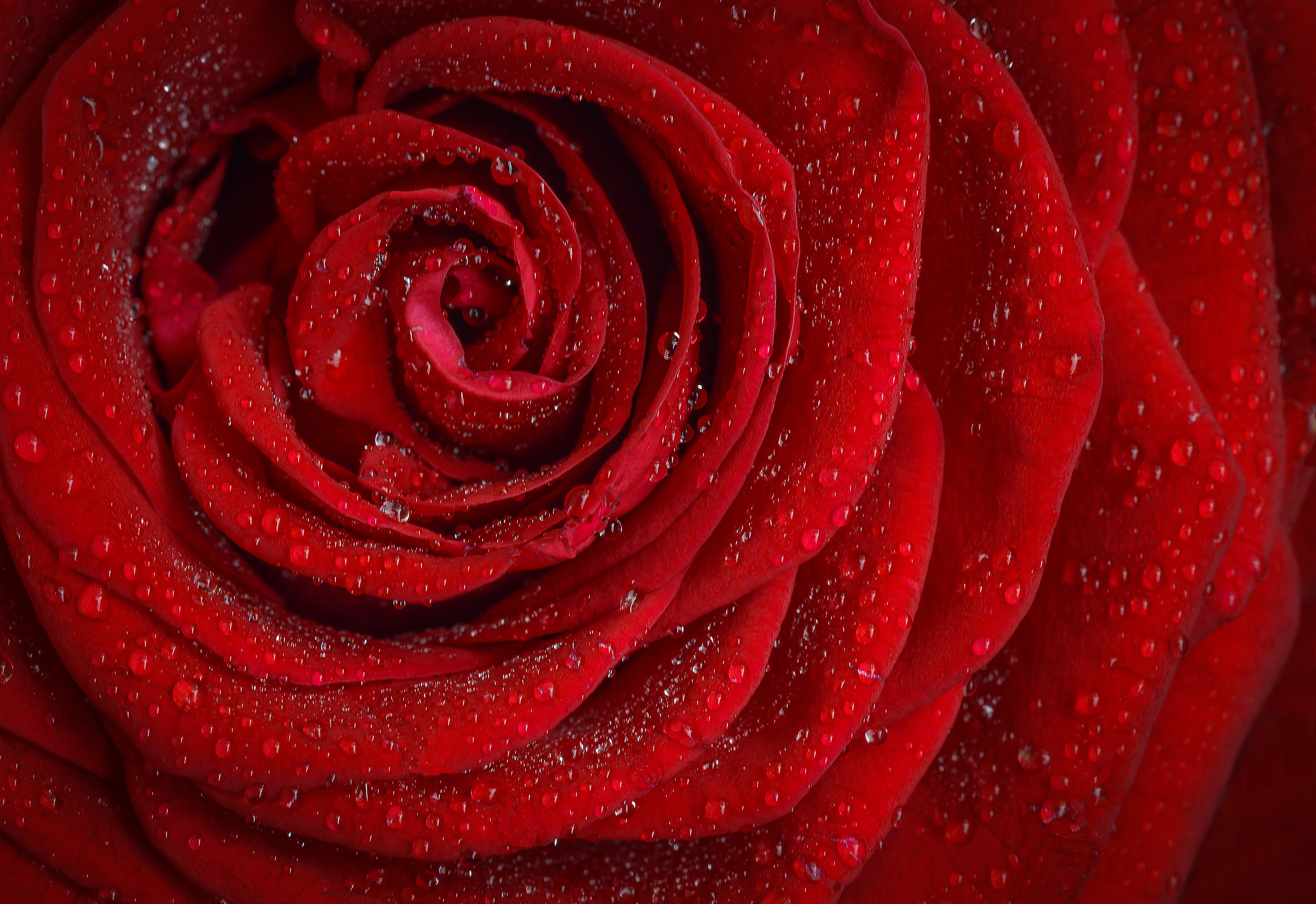 Rose Picture