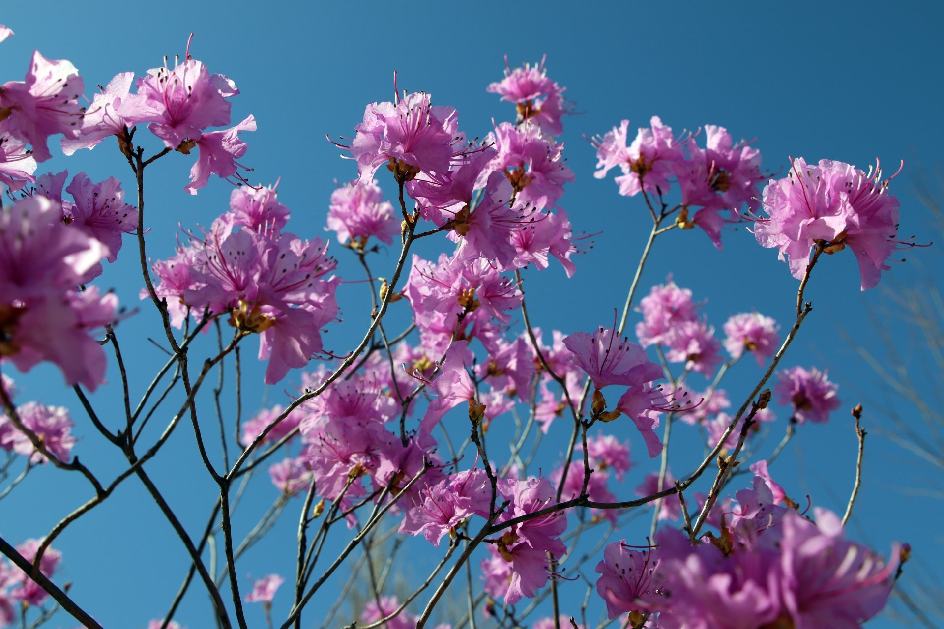 Rhododendron pink flower flower nature azalea Image