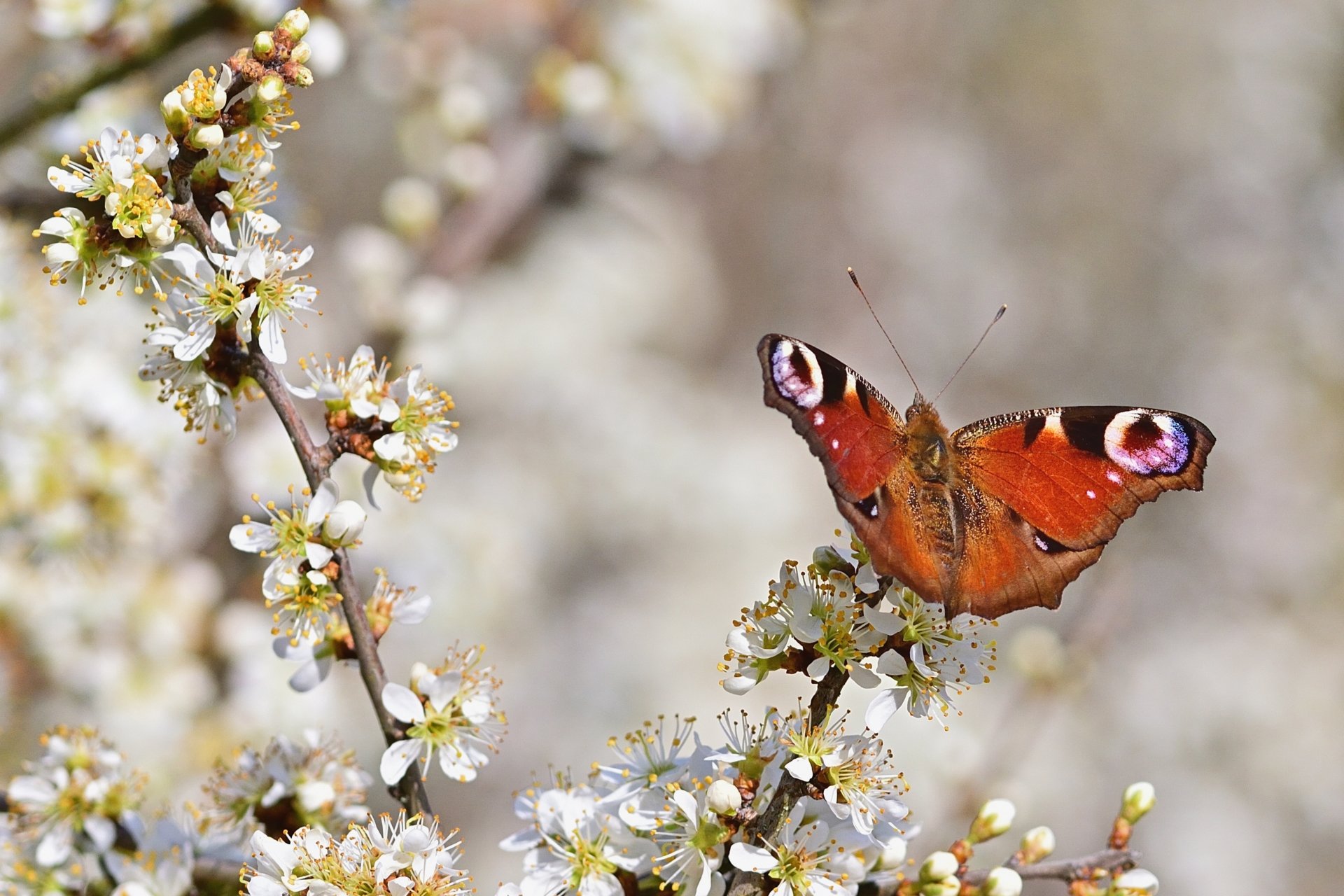 Download Peacock Butterfly Animal Butterfly Image